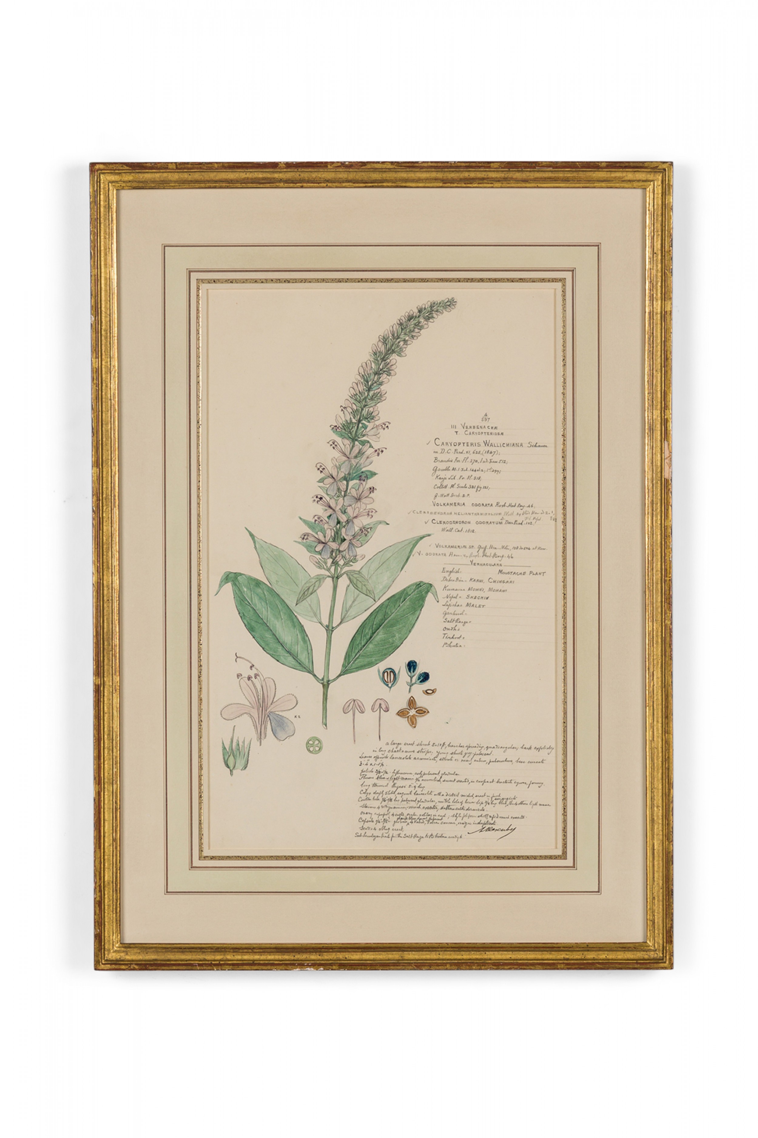 Framed american victorian 19th century watercolor botanical drawing caryopteris wallichiana