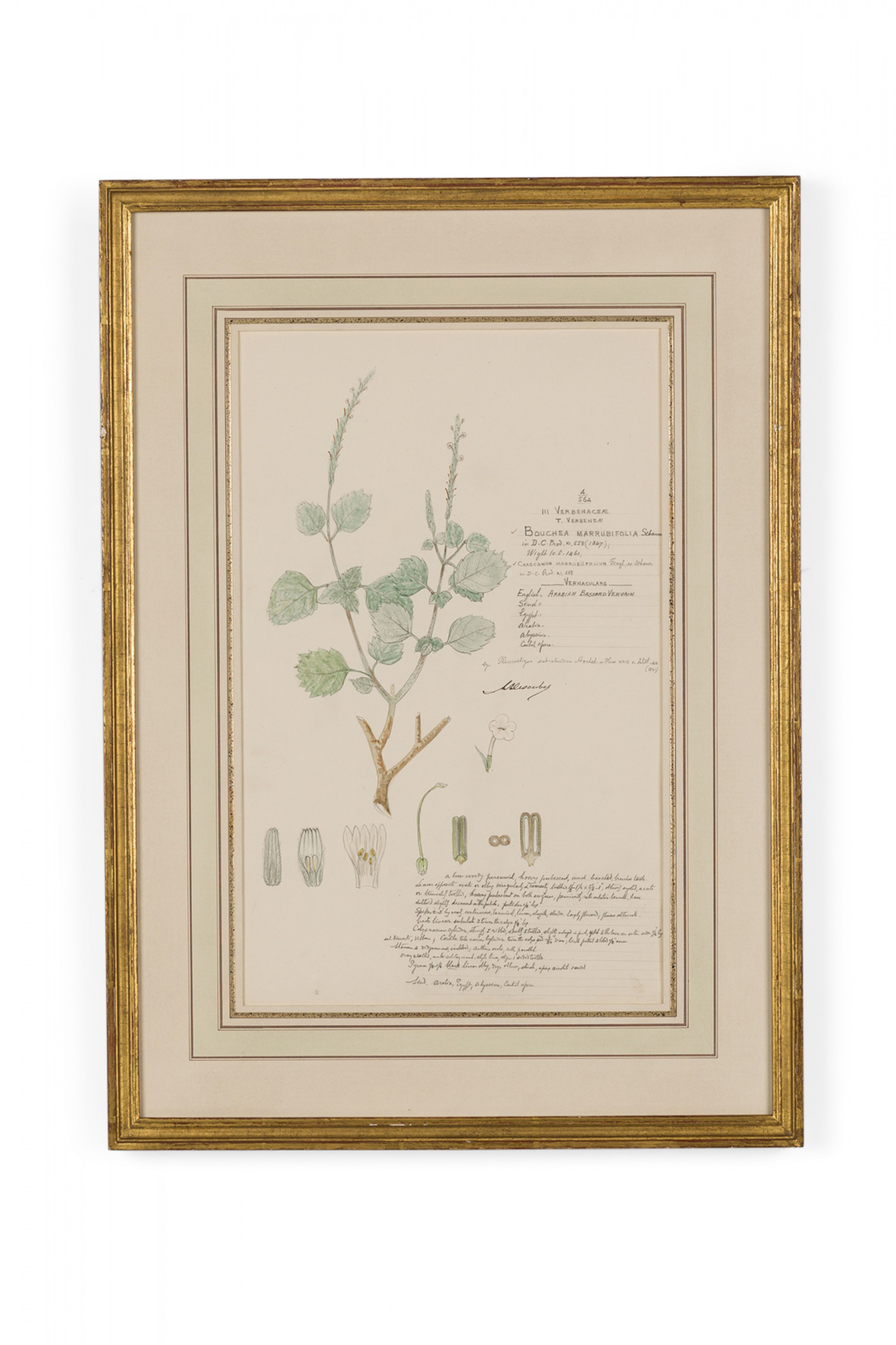 Framed american victorian 19th century watercolor botanical drawing bouchea marrubifolia