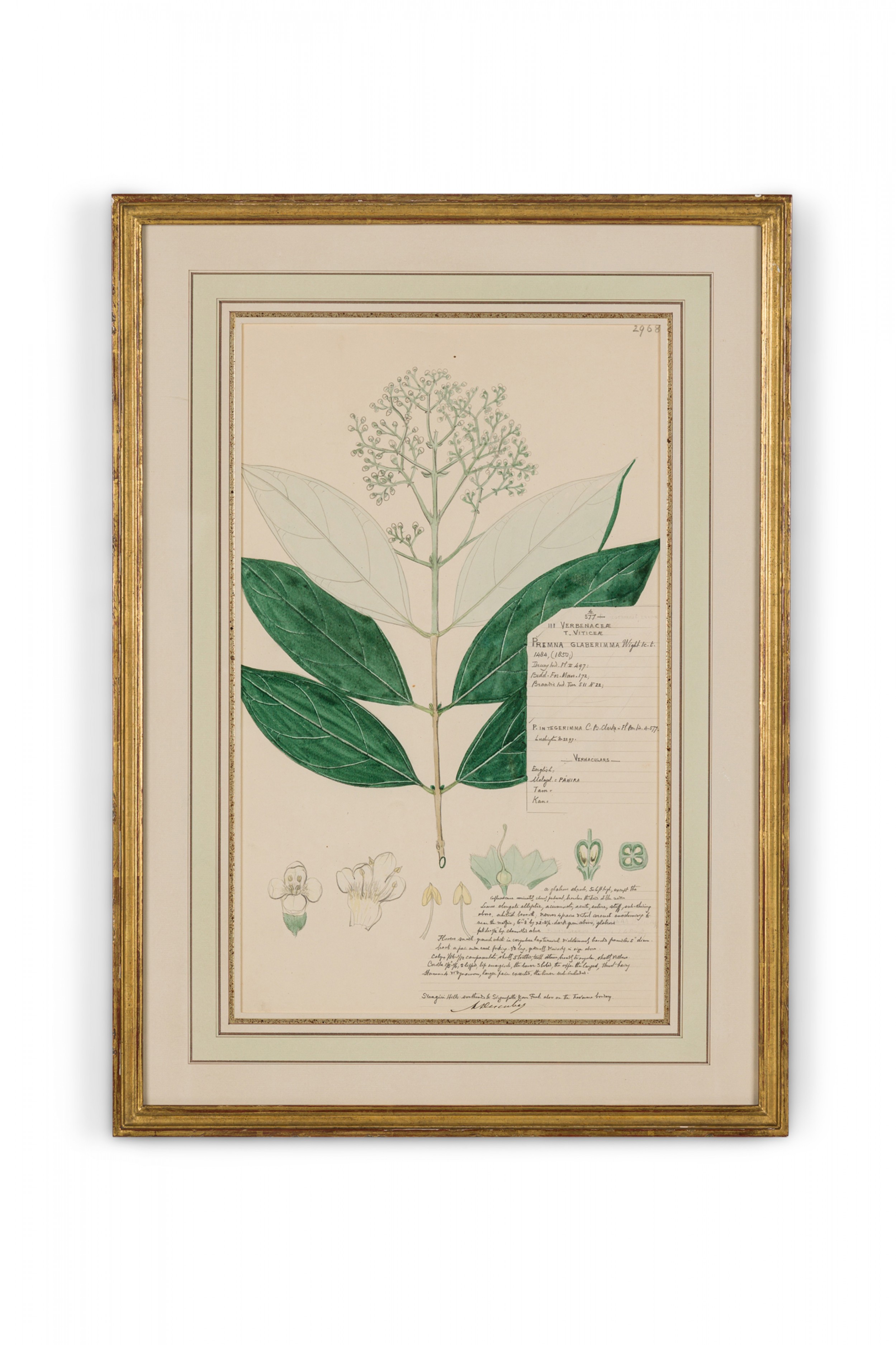 Framed american victorian 19th century watercolor botanical drawing premna glaberimma