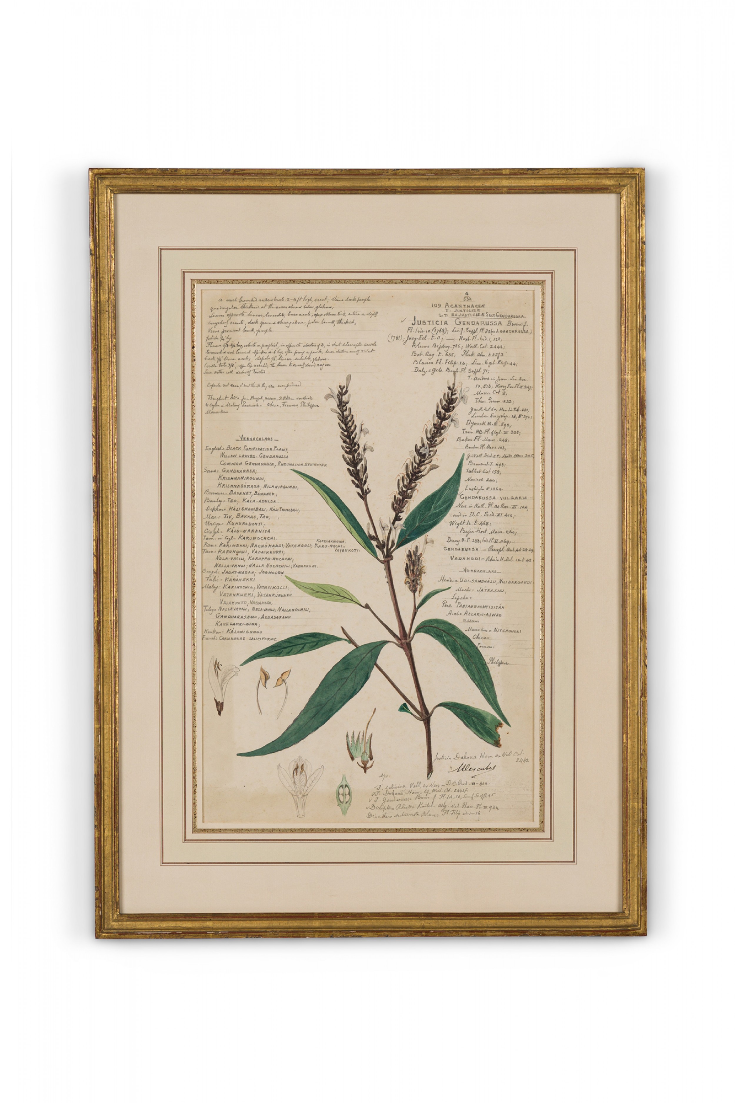 Framed american victorian 19th century watercolor botanical drawing justicia gendarussa