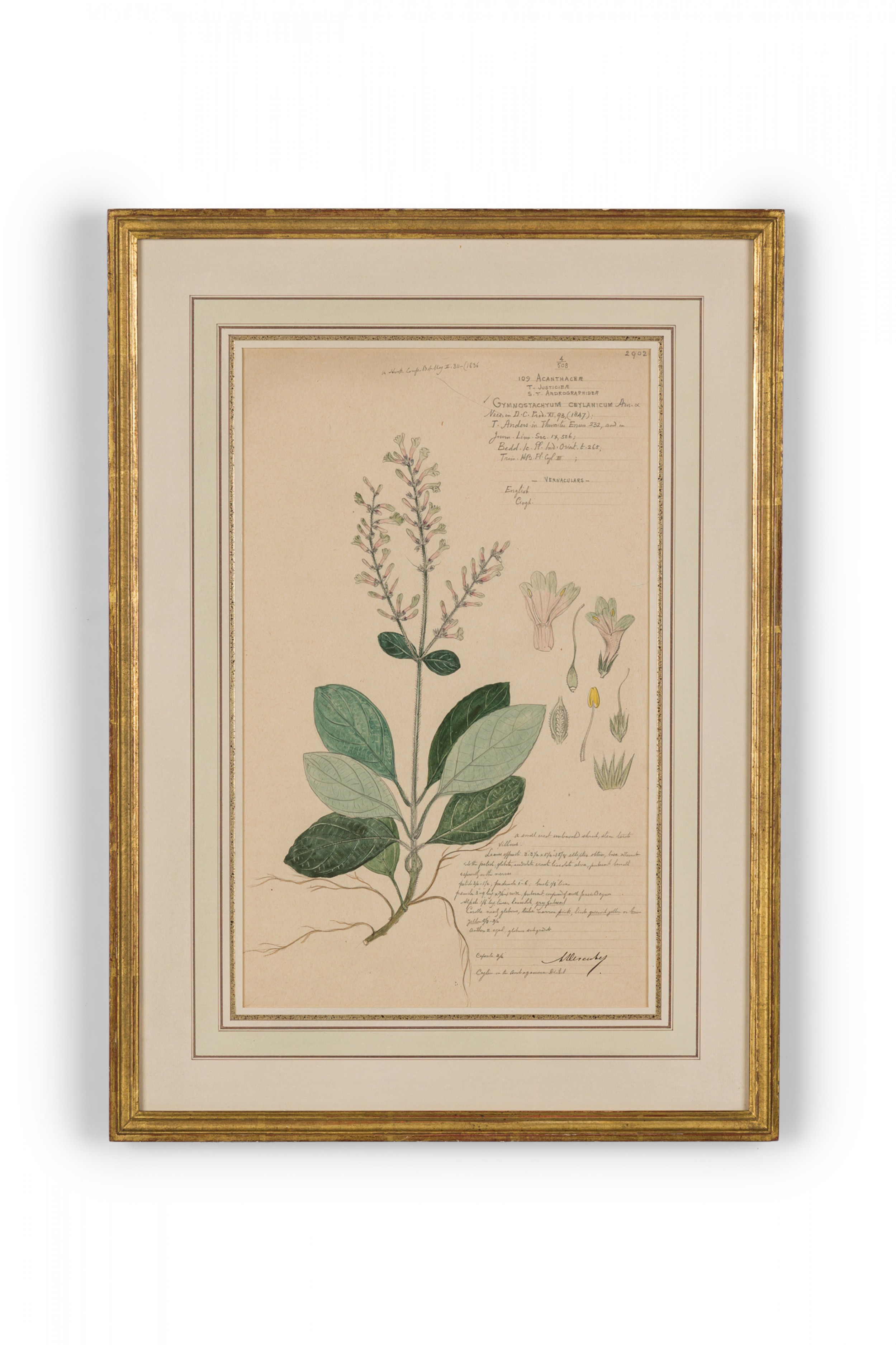 Framed american victorian 19th century watercolor botanical drawing gymnostachyum ceylanicum