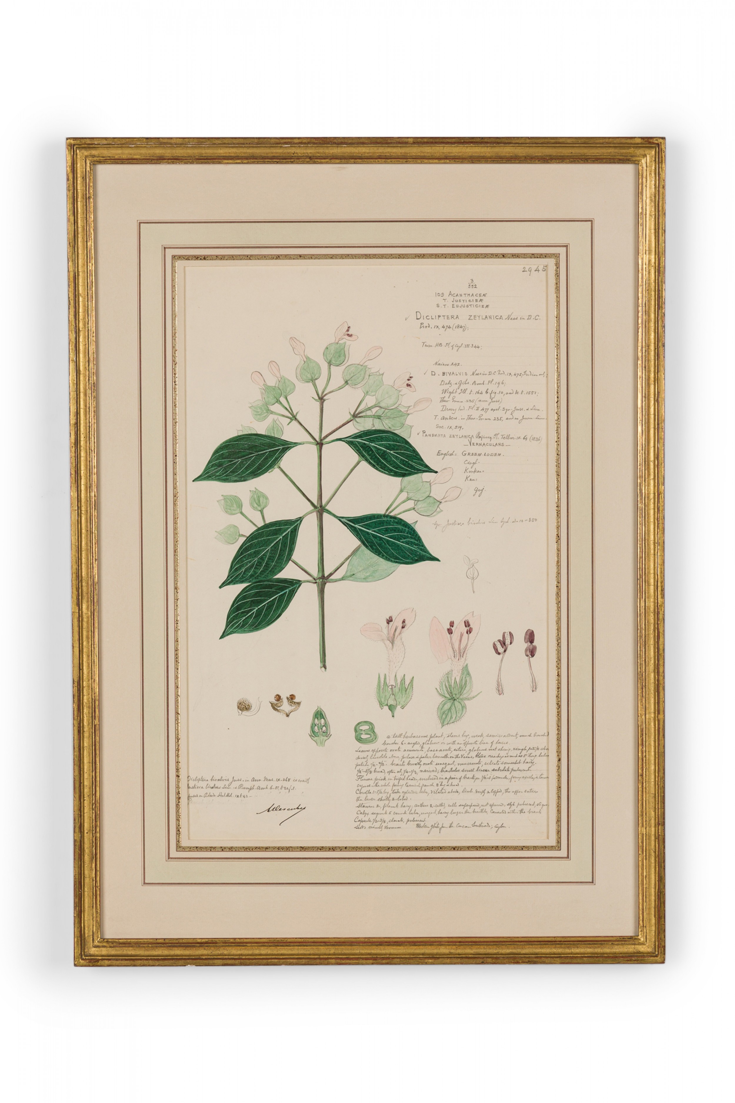 Framed american victorian 19th century watercolor botanical drawing dicliptera zeylanica