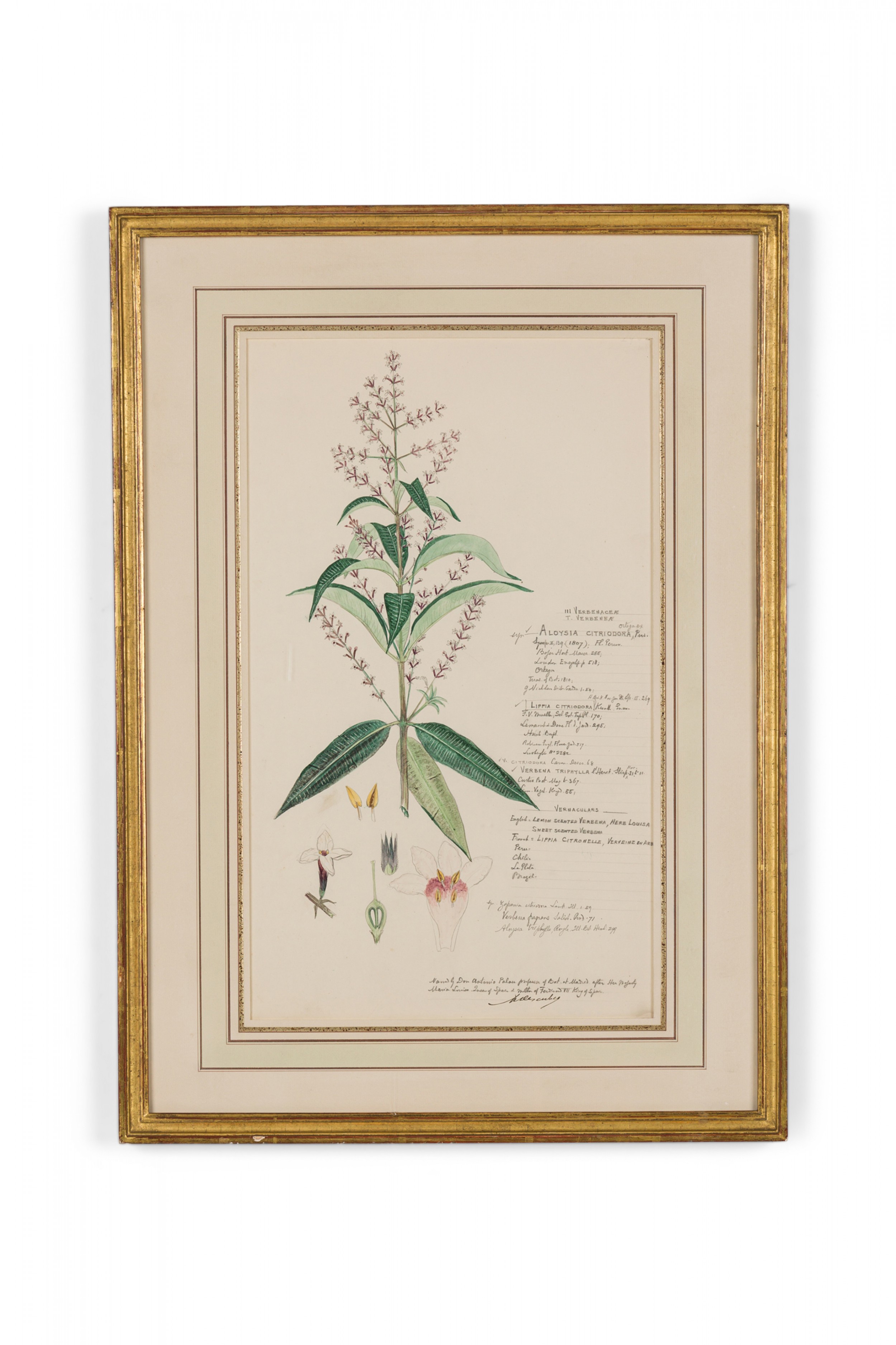 Framed american victorian 19th century watercolor botanical drawing aloysia citriodora