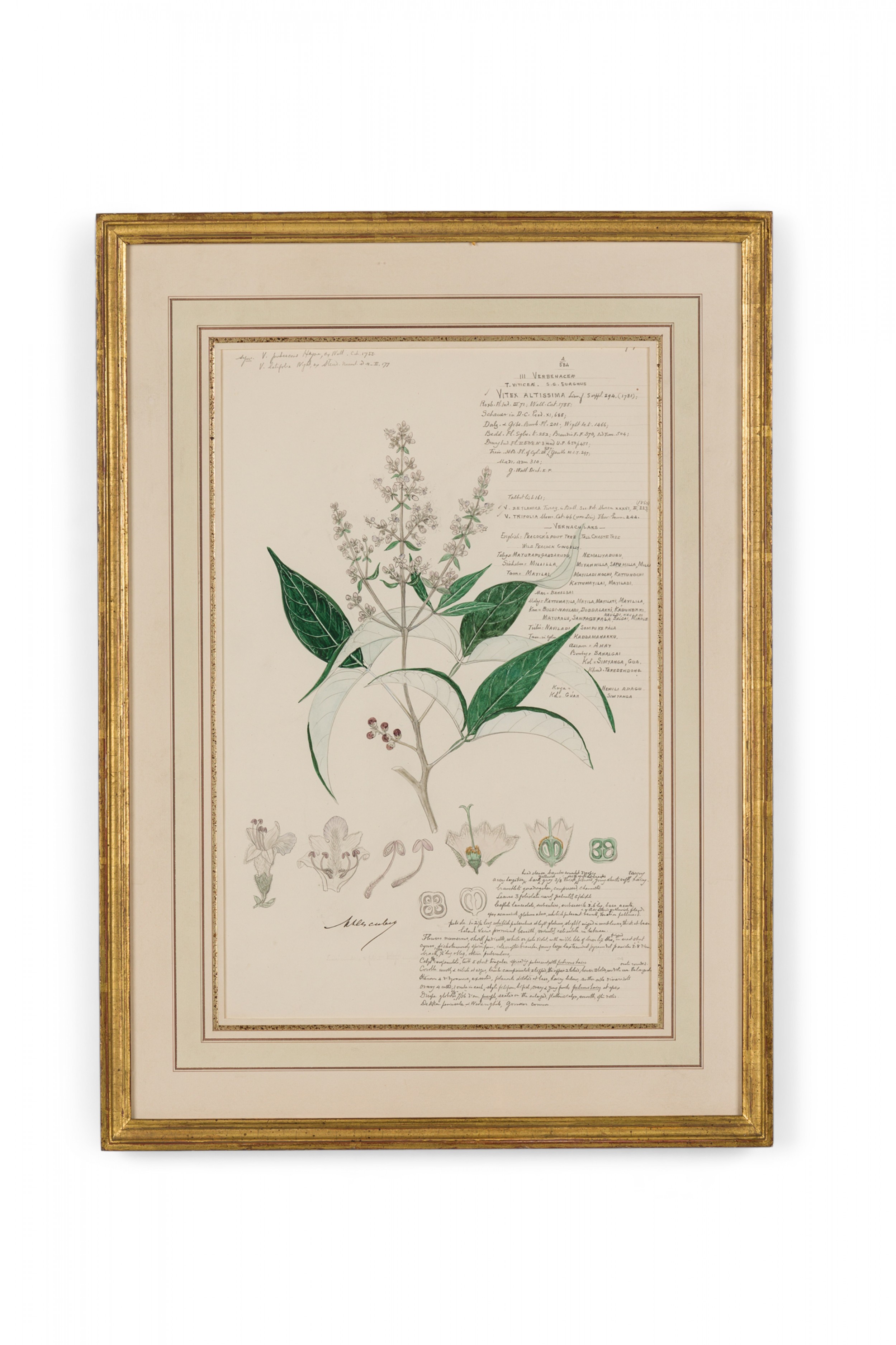 Framed american victorian 19th century watercolor botanical drawing vitex altissima