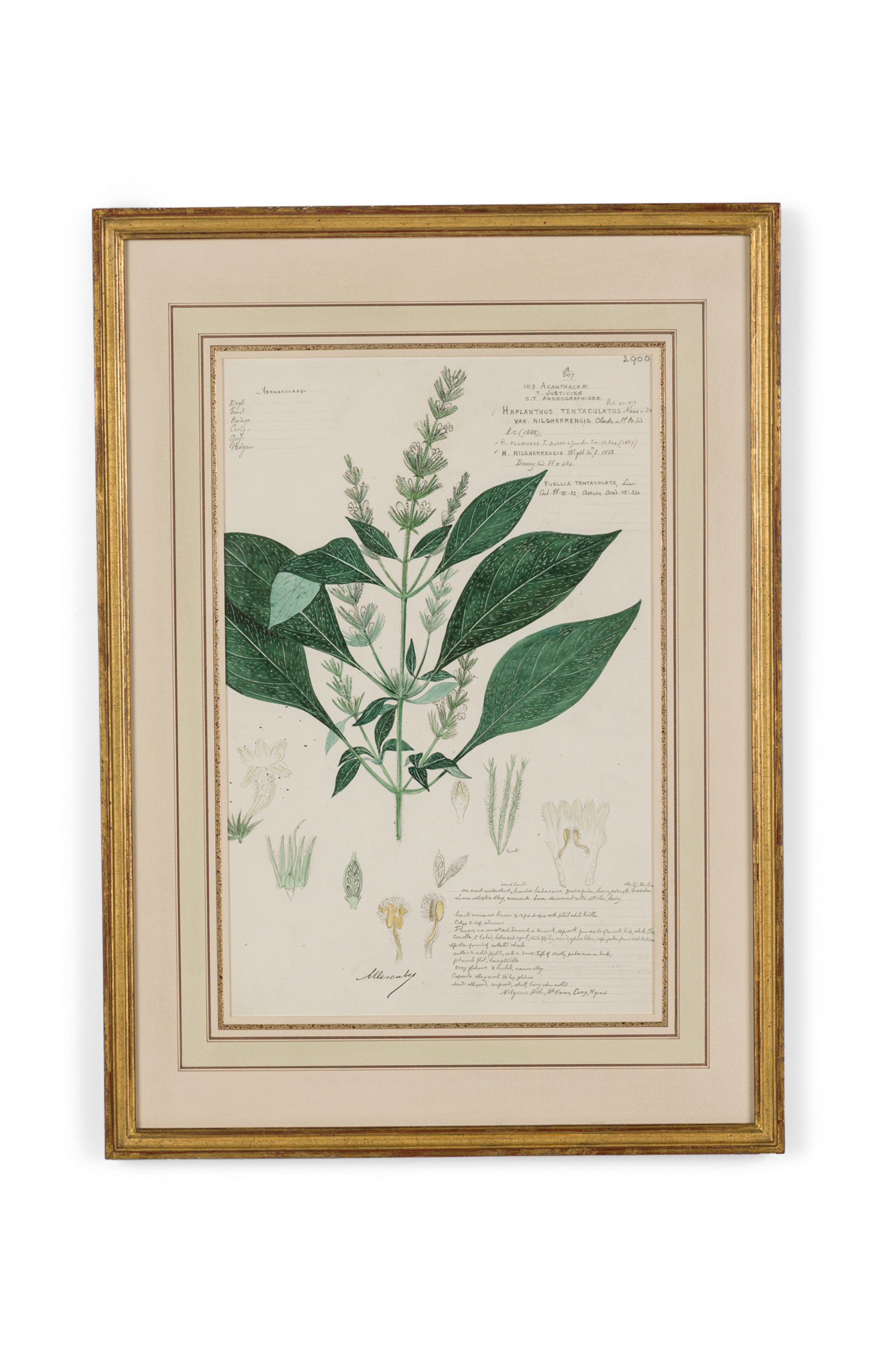 Framed american victorian 19th century watercolor botanical drawing haplanthus tentaculatus