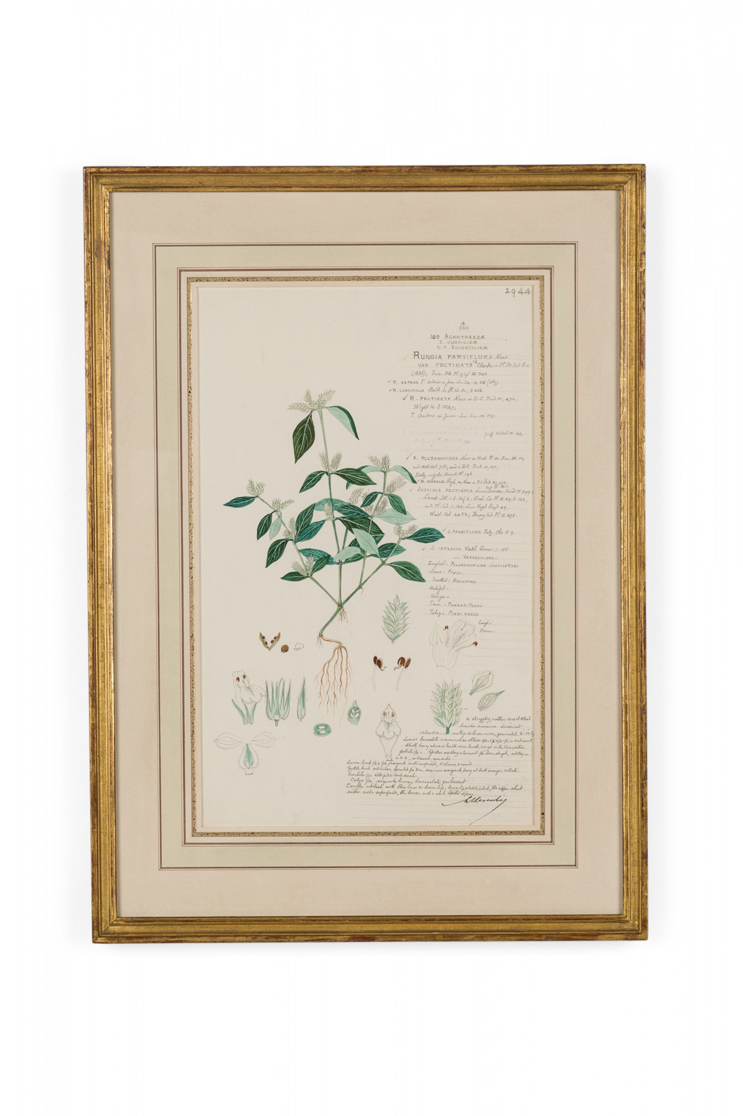 Framed american victorian 19th century watercolor botanical drawing rungia parviflora