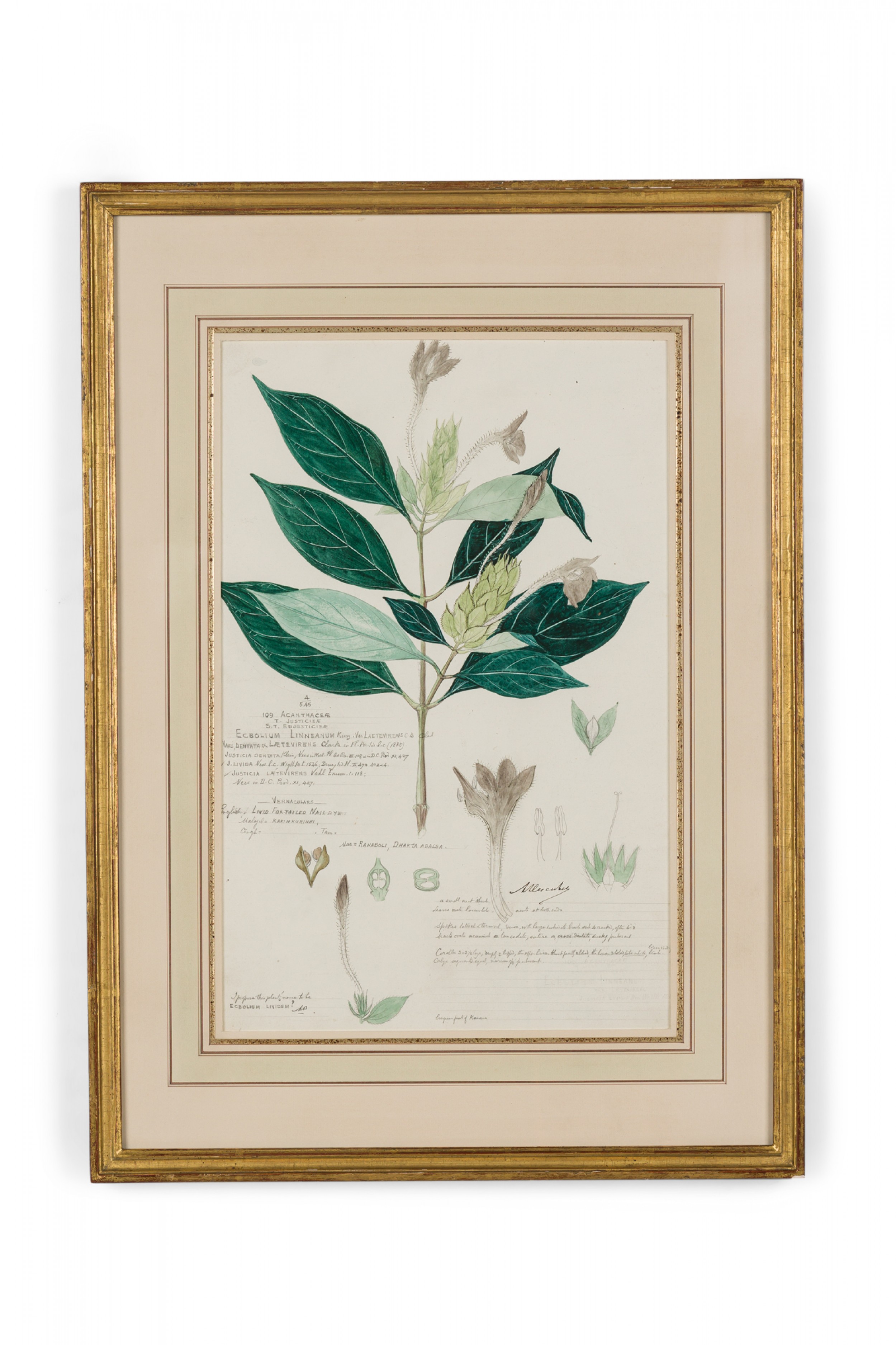 Framed american victorian 19th century watercolor botanical drawing ecbolium linneanum 1