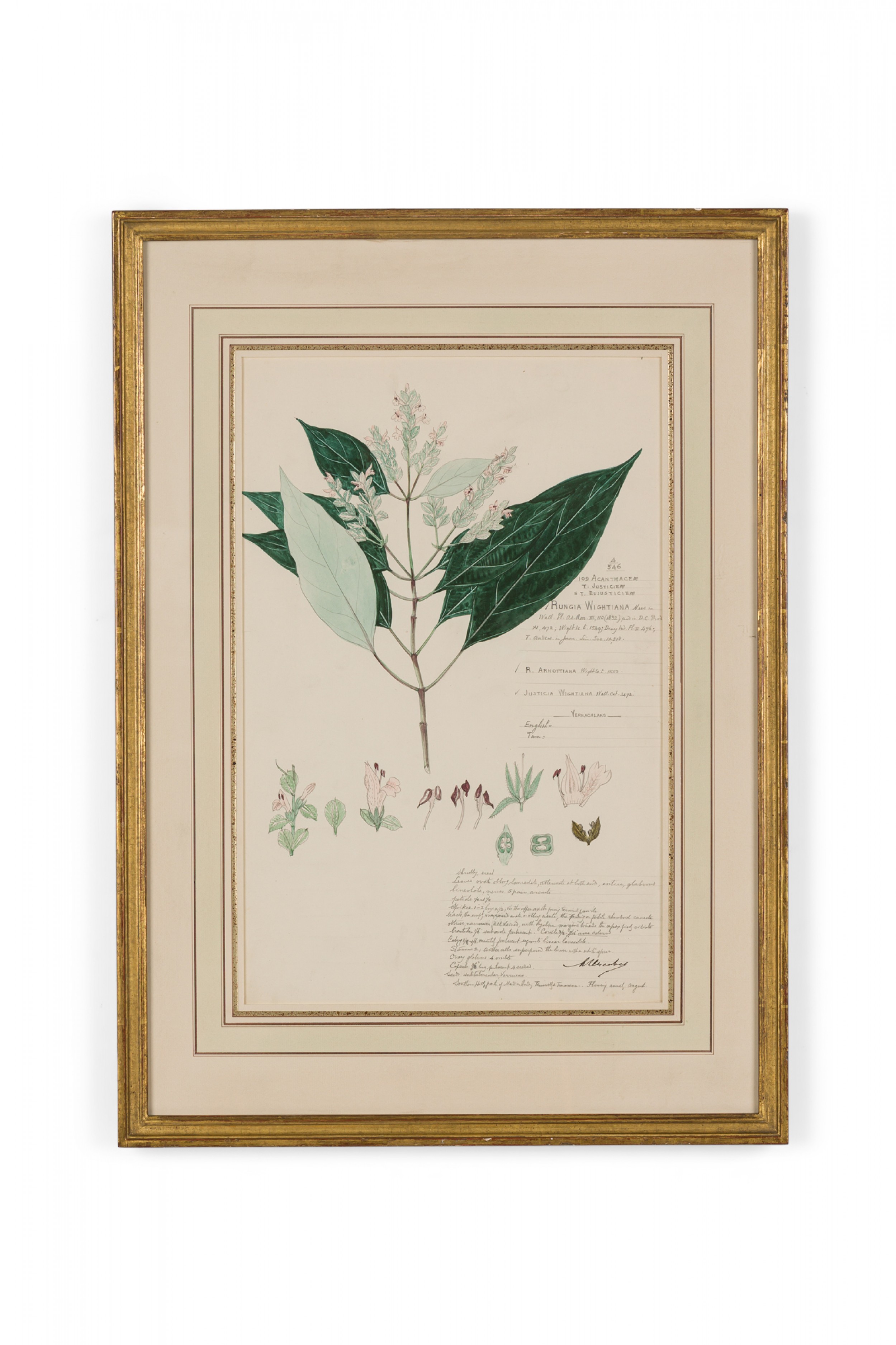 Framed american victorian 19th century watercolor botanical drawing rungia wightiana