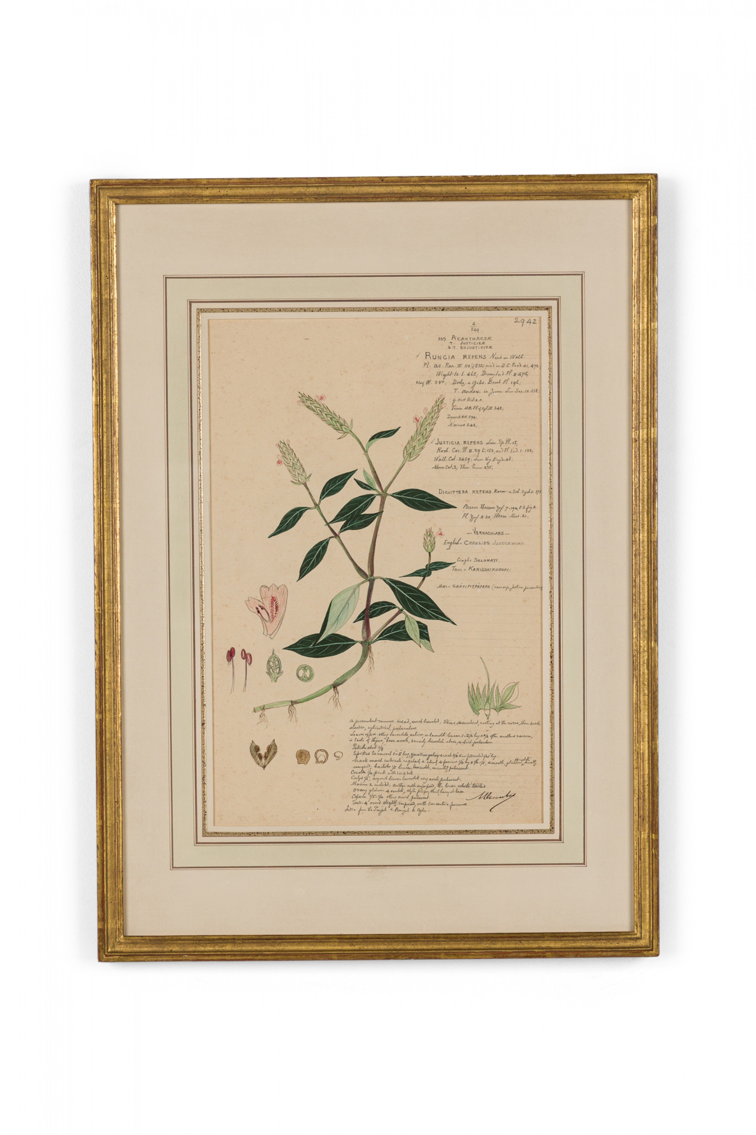 Framed american victorian 19th century watercolor botanical drawing rungia repens