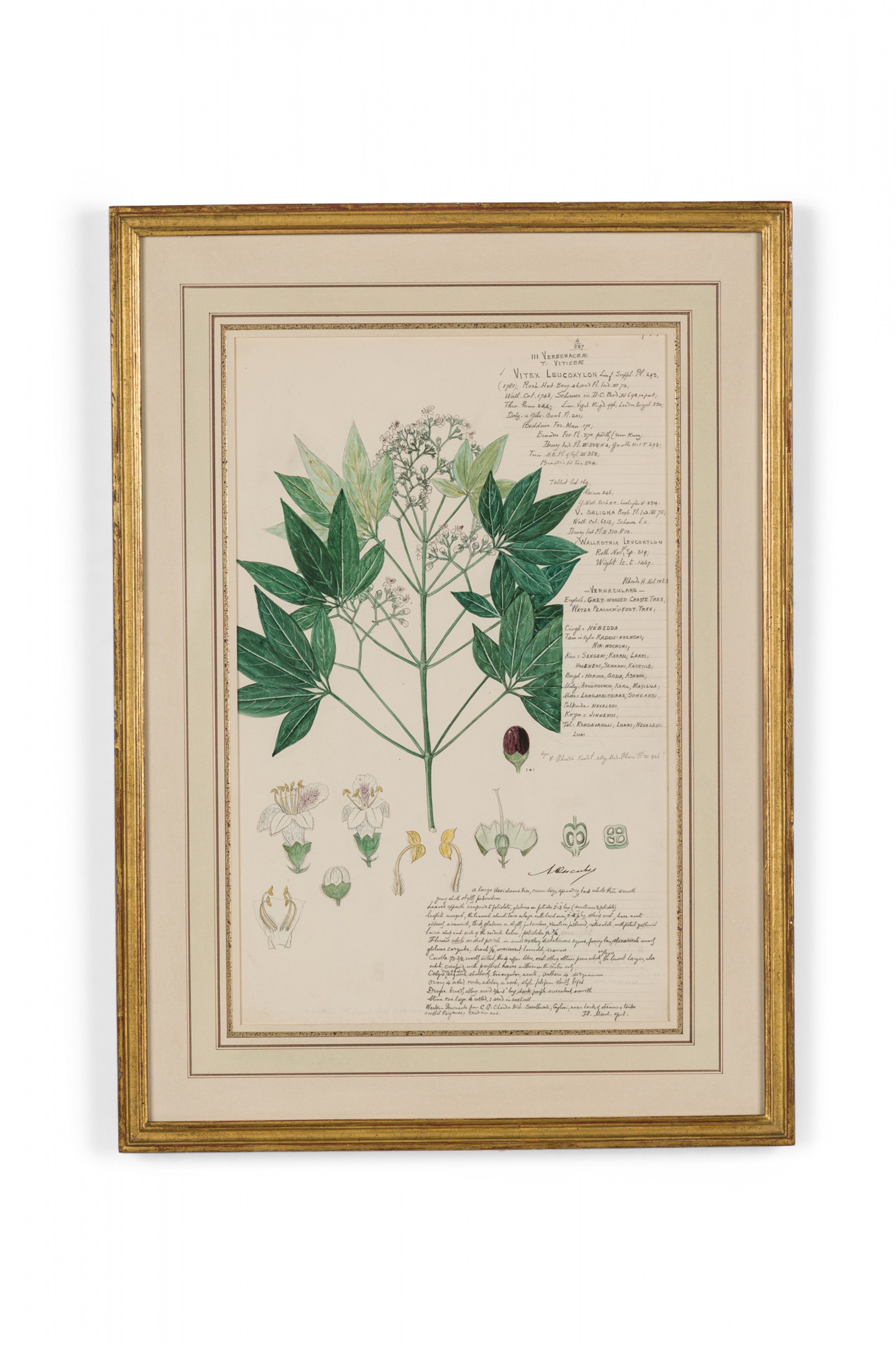 Framed american victorian 19th century watercolor botanical drawing vitex leucoxylon