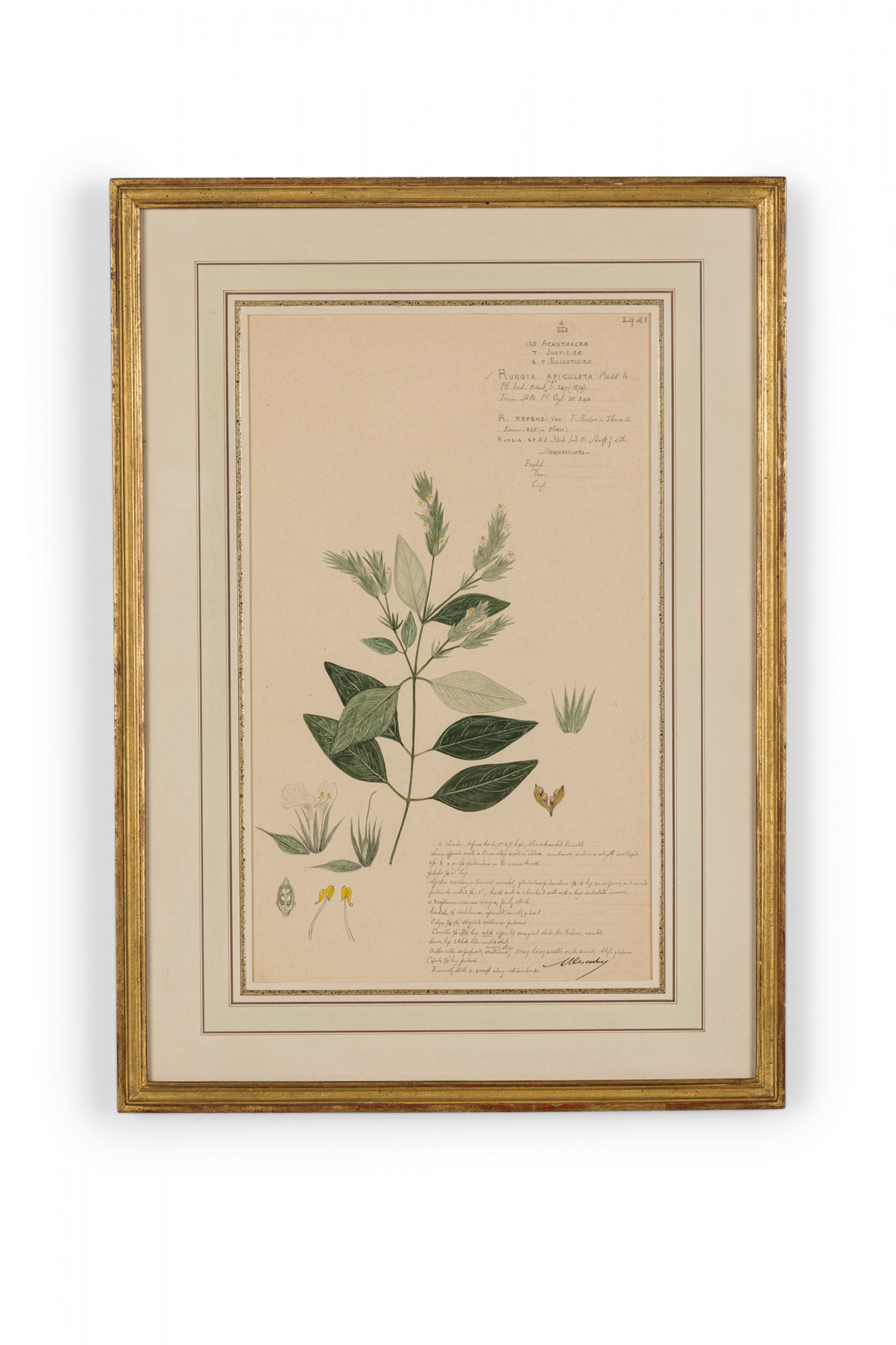 Framed american victorian 19th century watercolor botanical drawing rungia apiculata