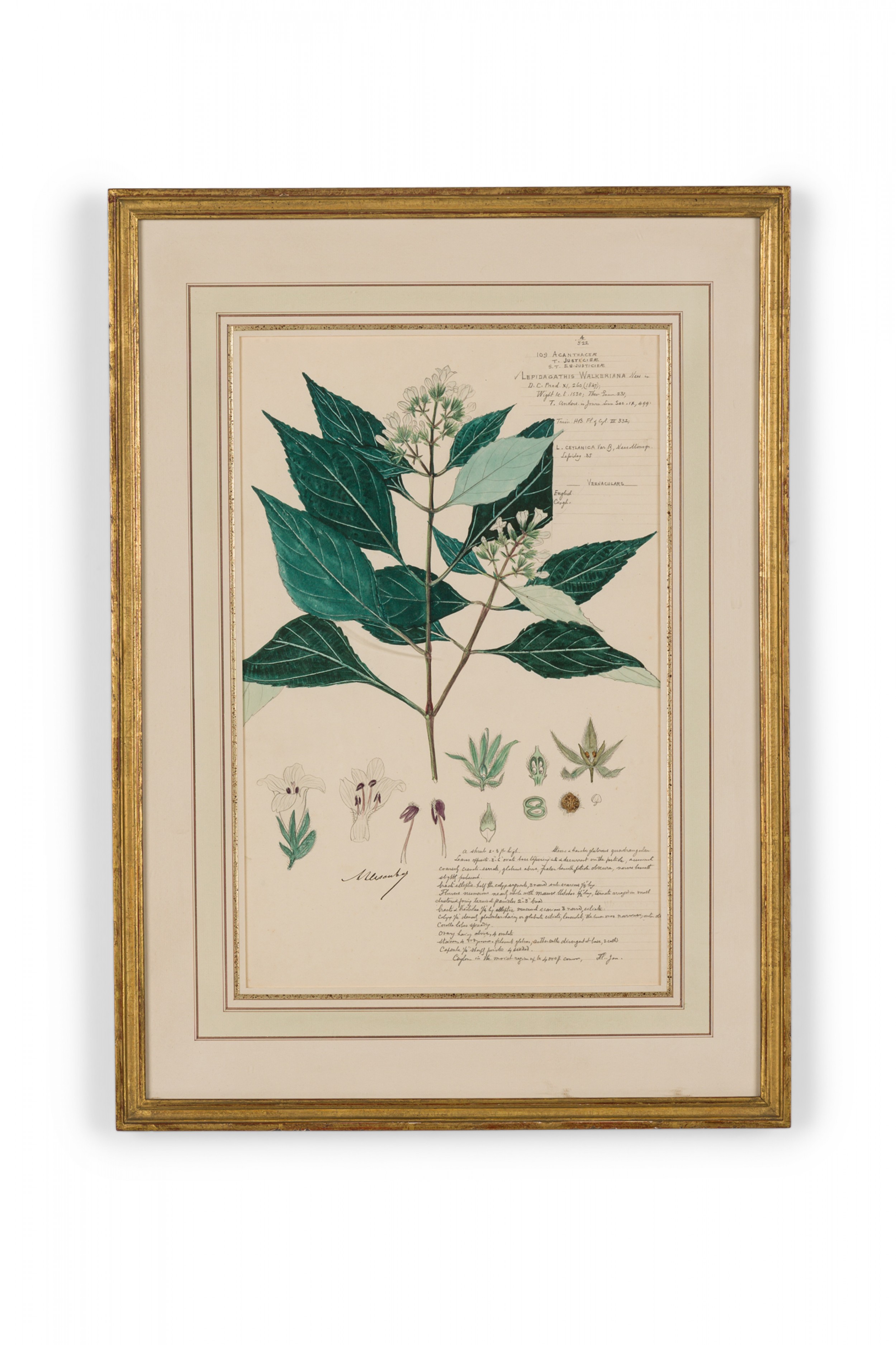 Framed american victorian 19th century watercolor botanical drawing lepidagathis walkeriana