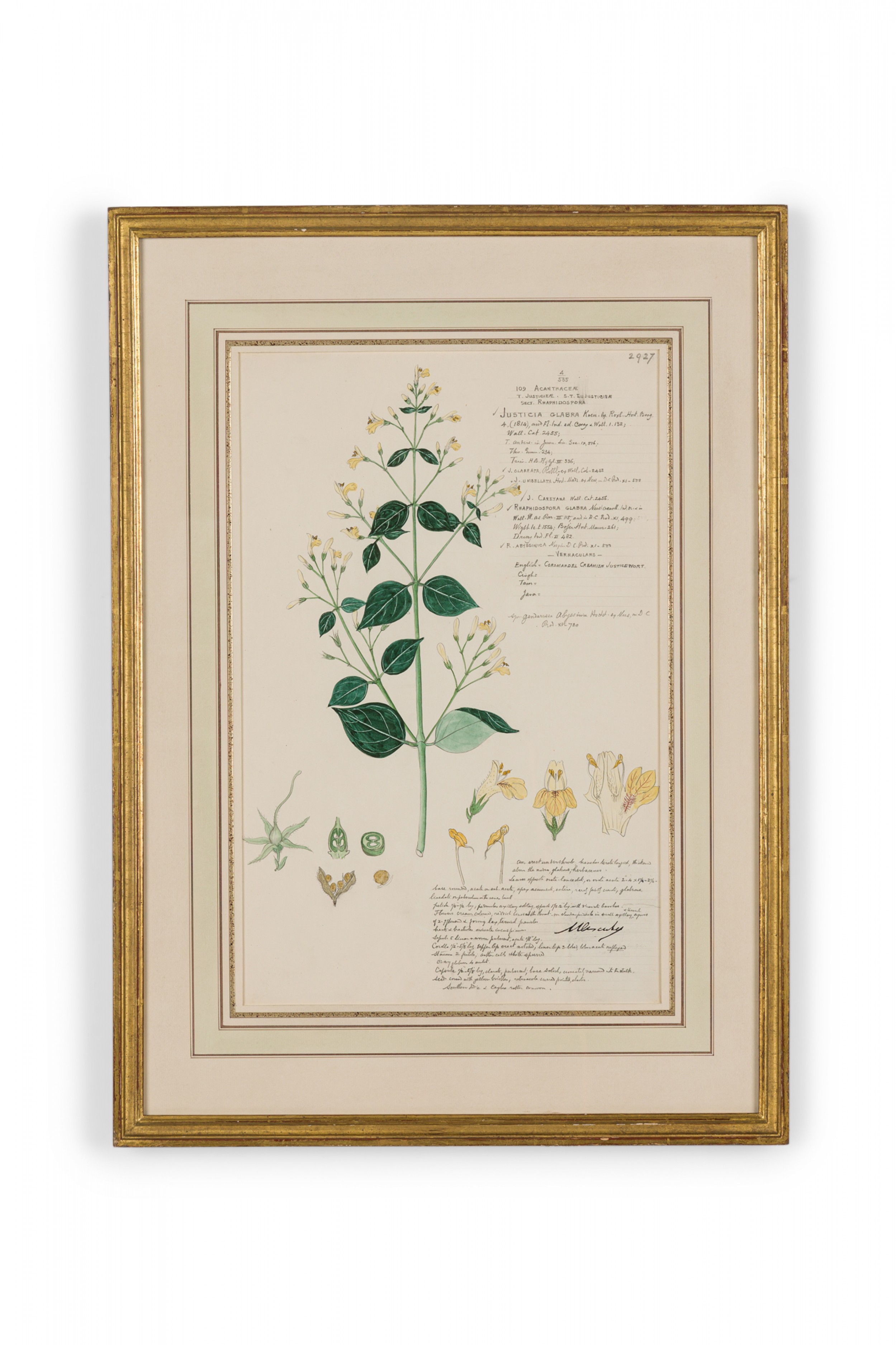 Framed american victorian 19th century watercolor botanical drawing justicia glabra
