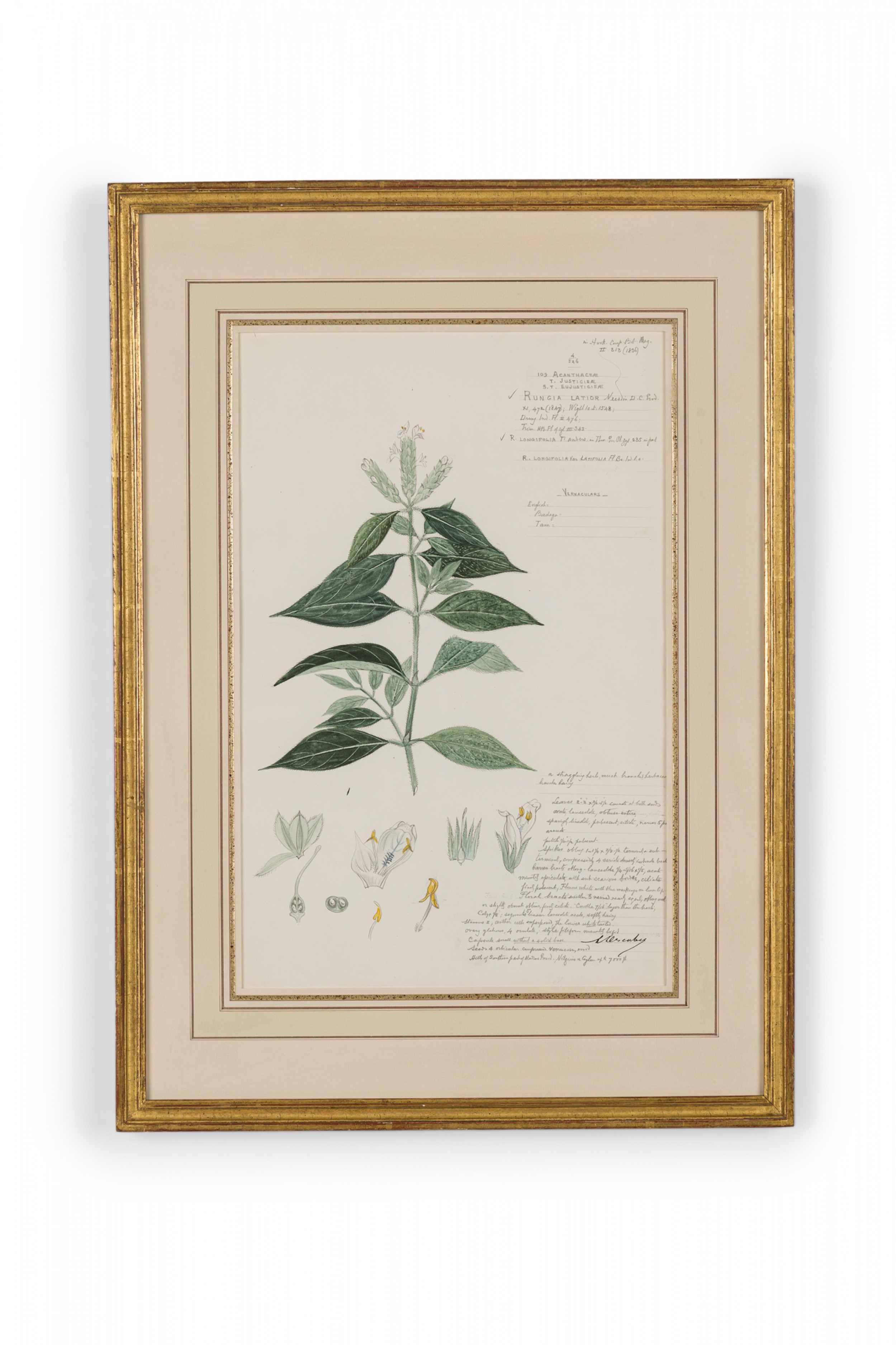 Framed american victorian 19th century watercolor botanical drawing rungia latior