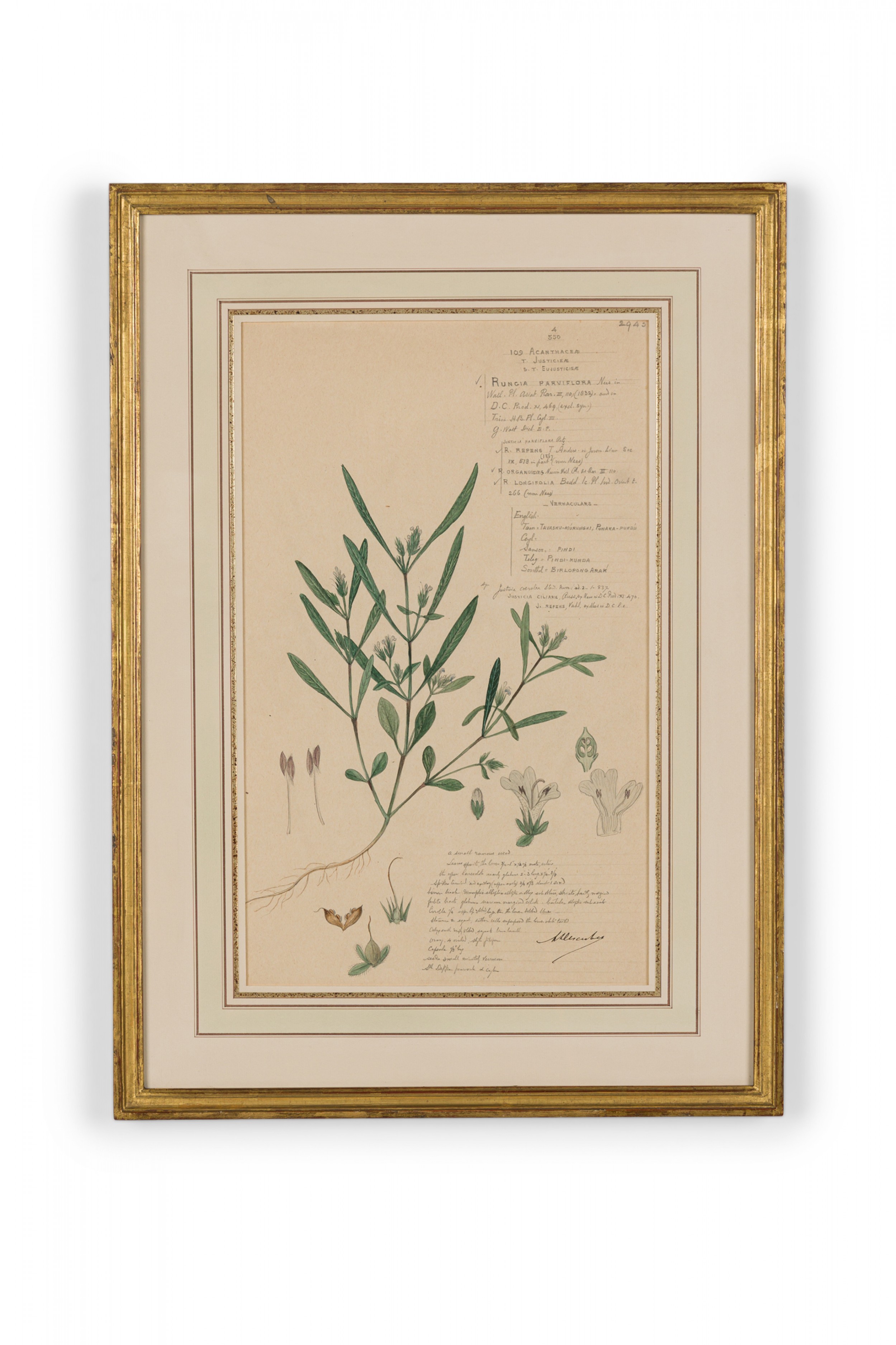 Framed american victorian 19th century watercolor botanical drawing rungia parviflora 1