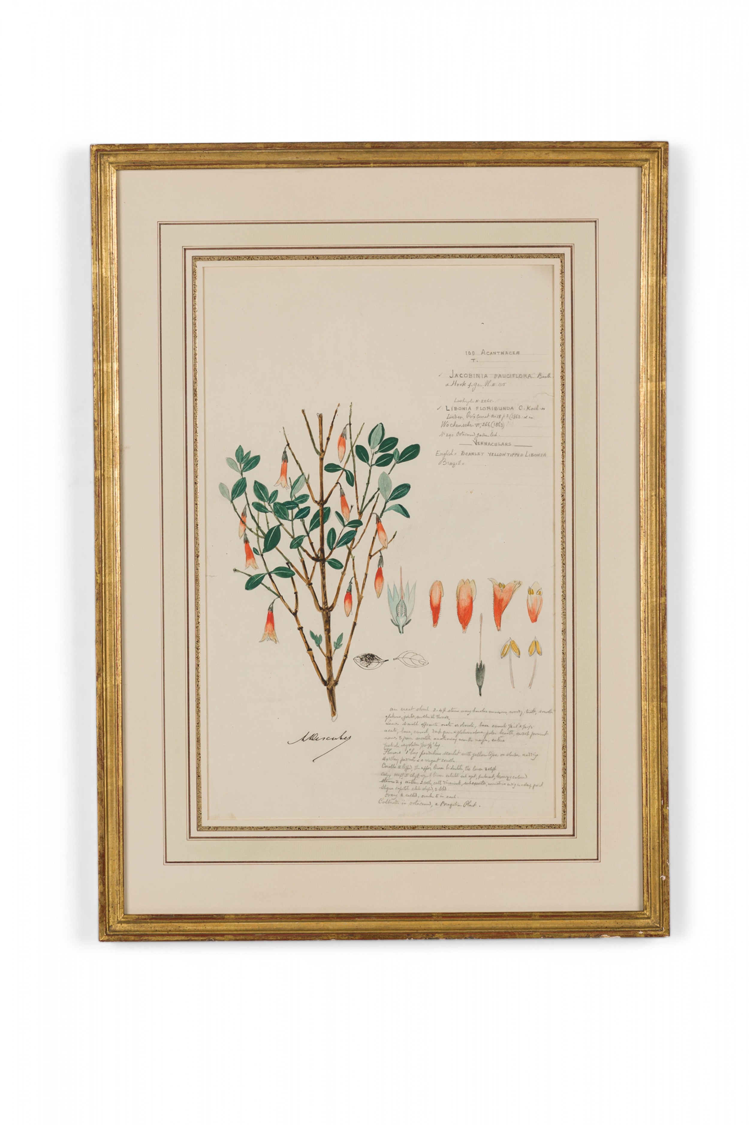Framed american victorian 19th century watercolor botanical drawing jacobinia pauciflora