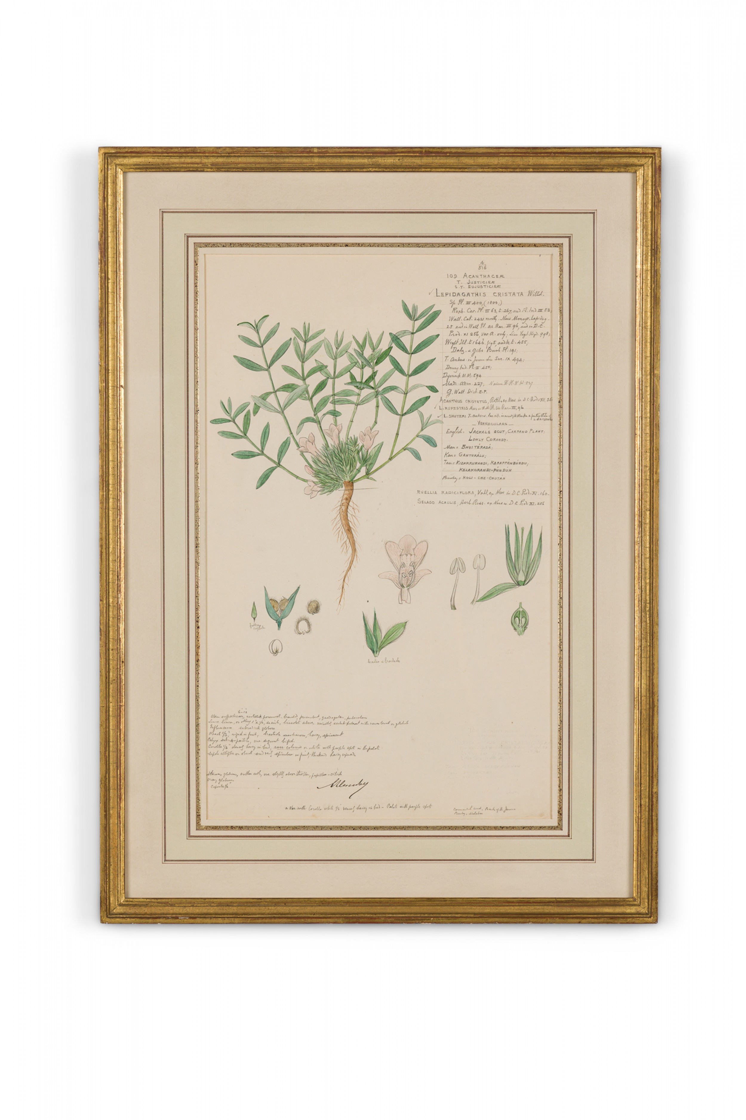 Framed american victorian 19th century watercolor botanical drawing lepidagathis cristata