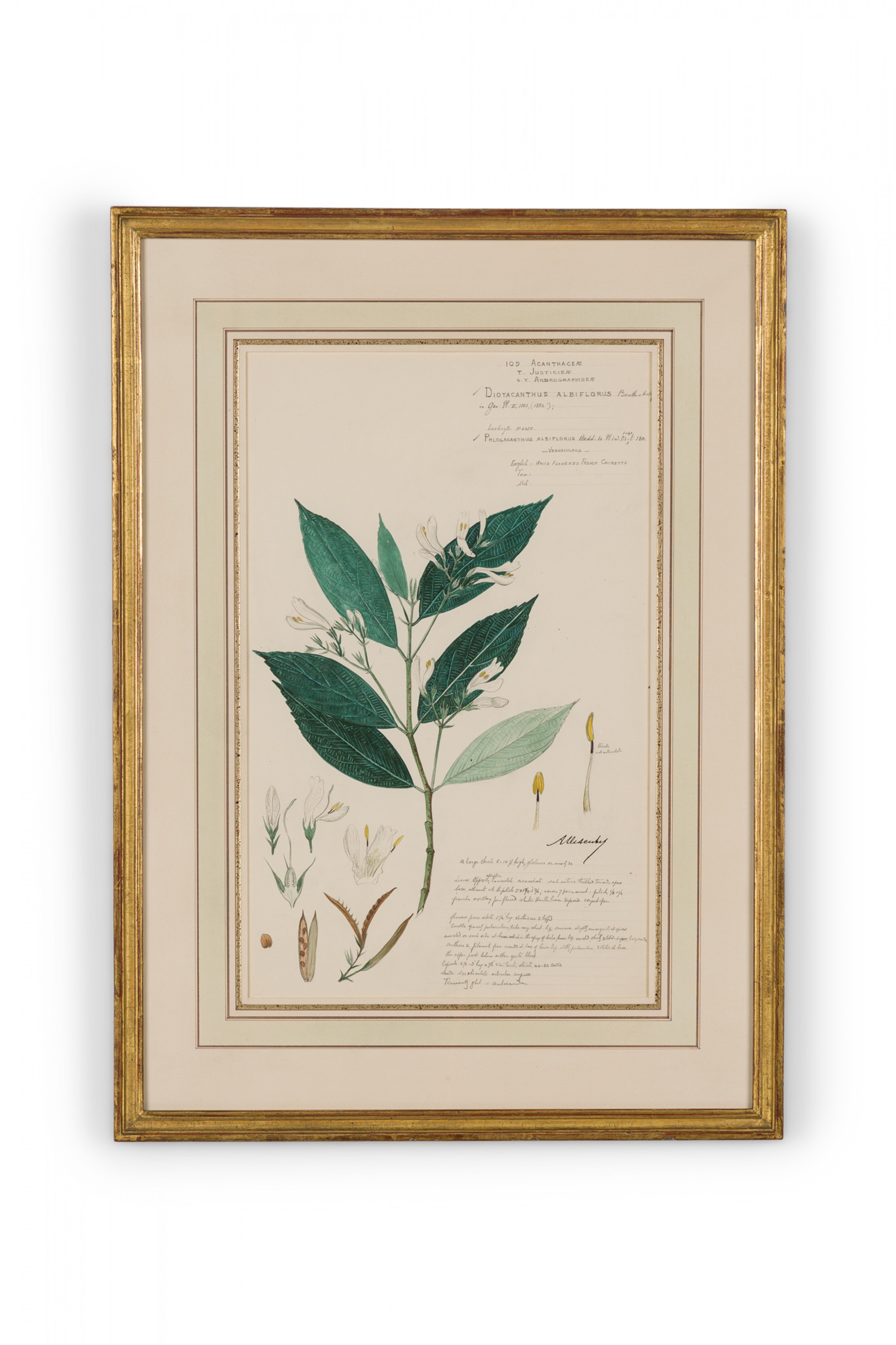 Framed american victorian 19th century watercolor botanical drawing diotacanthus albiflorus