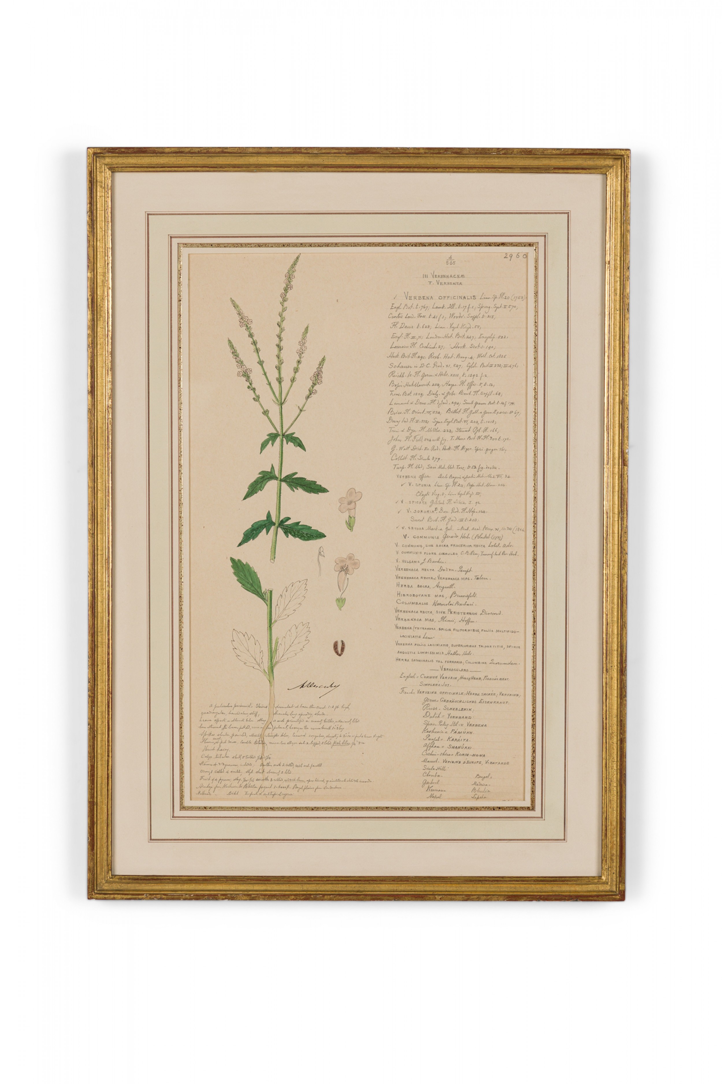Framed american victorian 19th century watercolor botanical drawing verbena officinalis