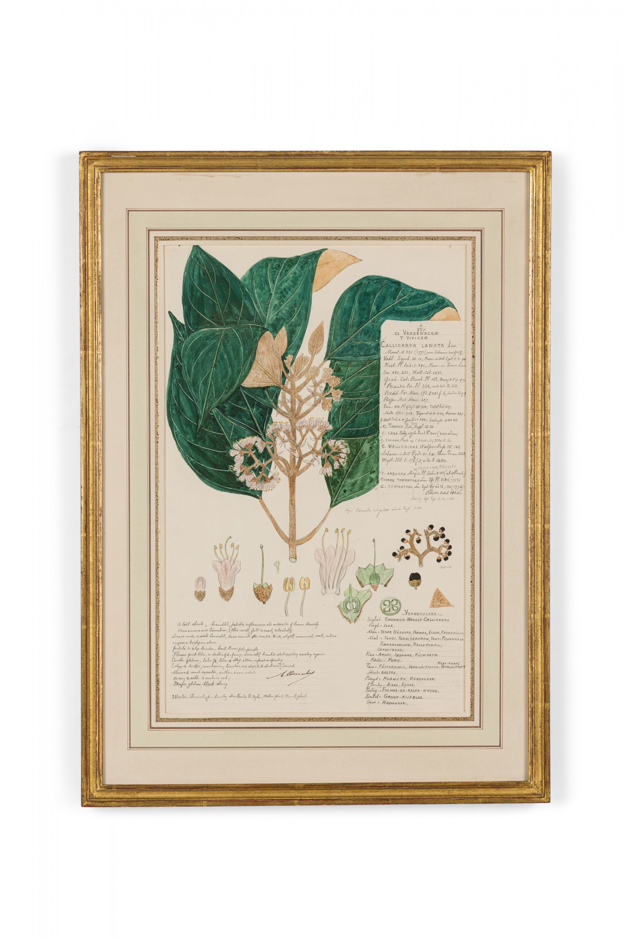 Framed american victorian 19th century watercolor botanical drawing callicarpa lanata