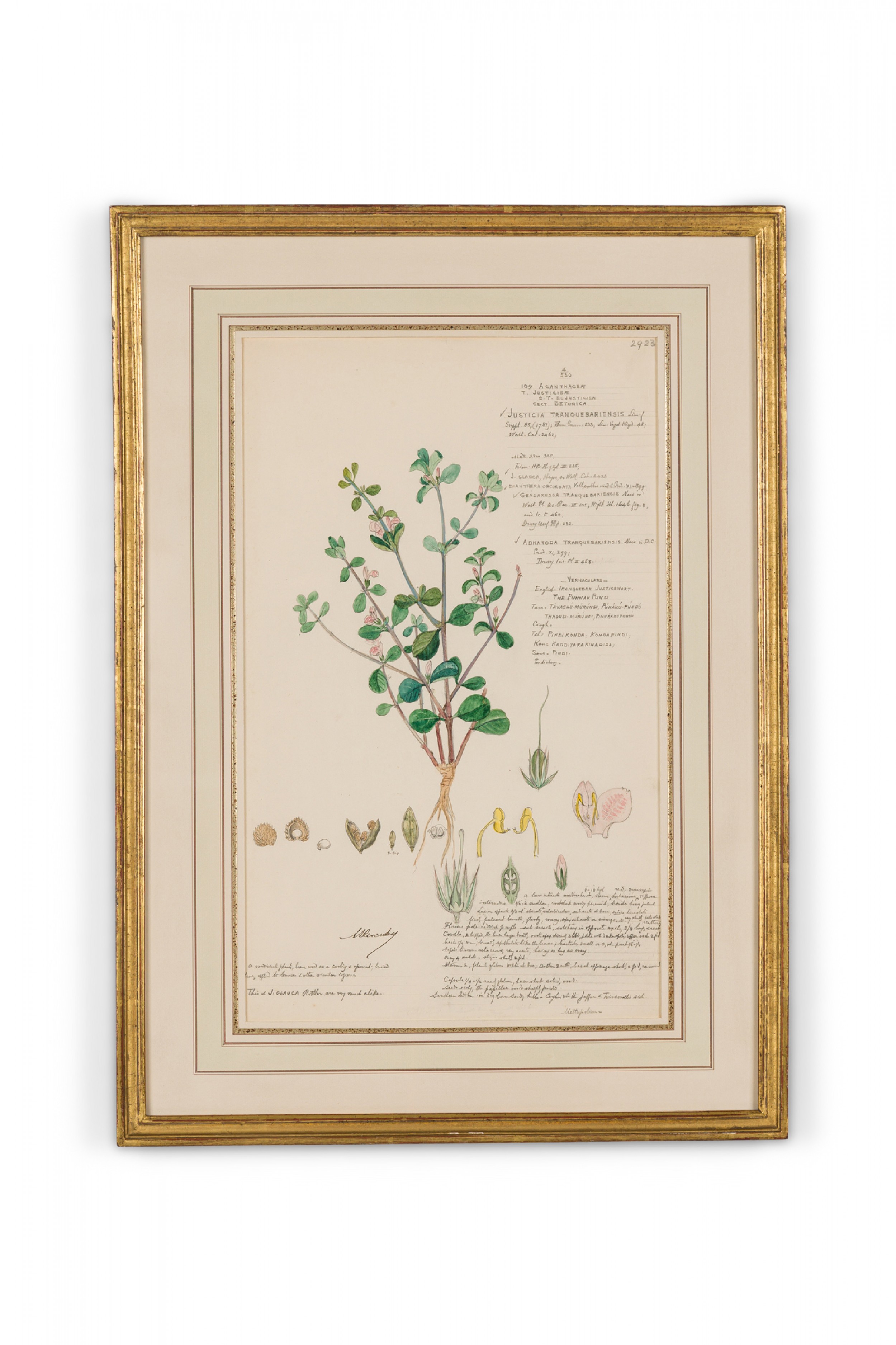 Framed american victorian 19th century watercolor botanical drawing justicia tranquebariensis