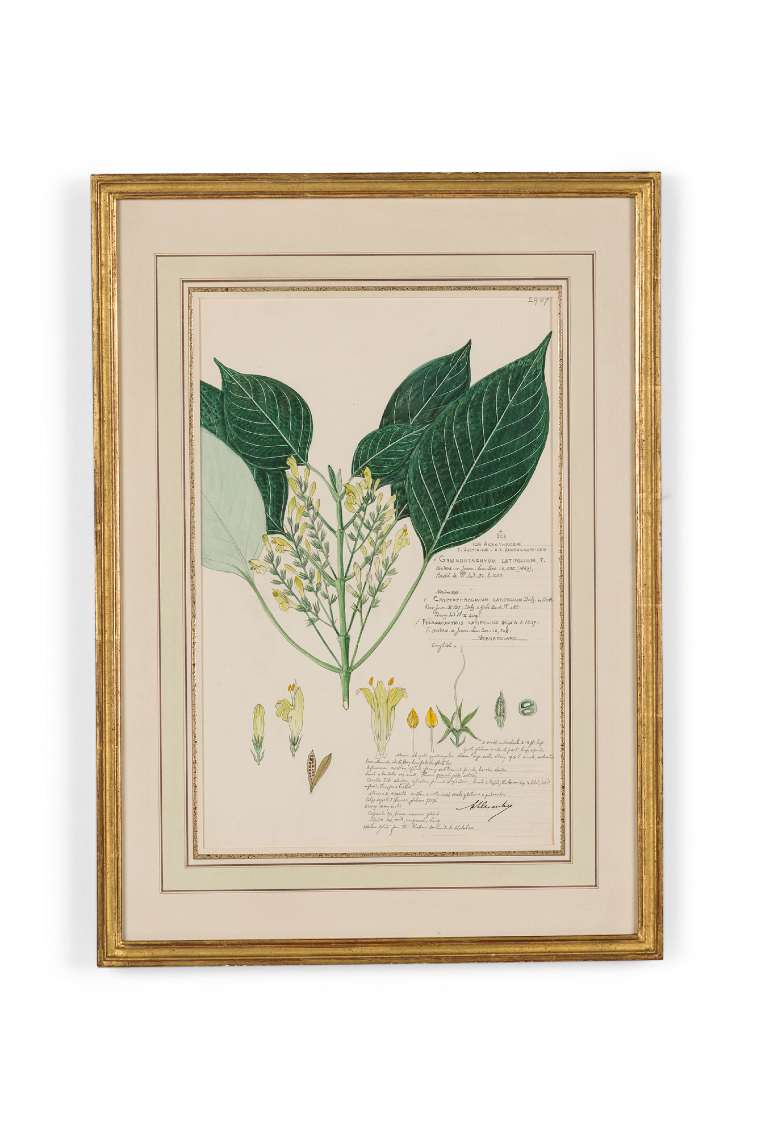 Framed american victorian 19th century watercolor botanical drawing gymnostachyum latifolium