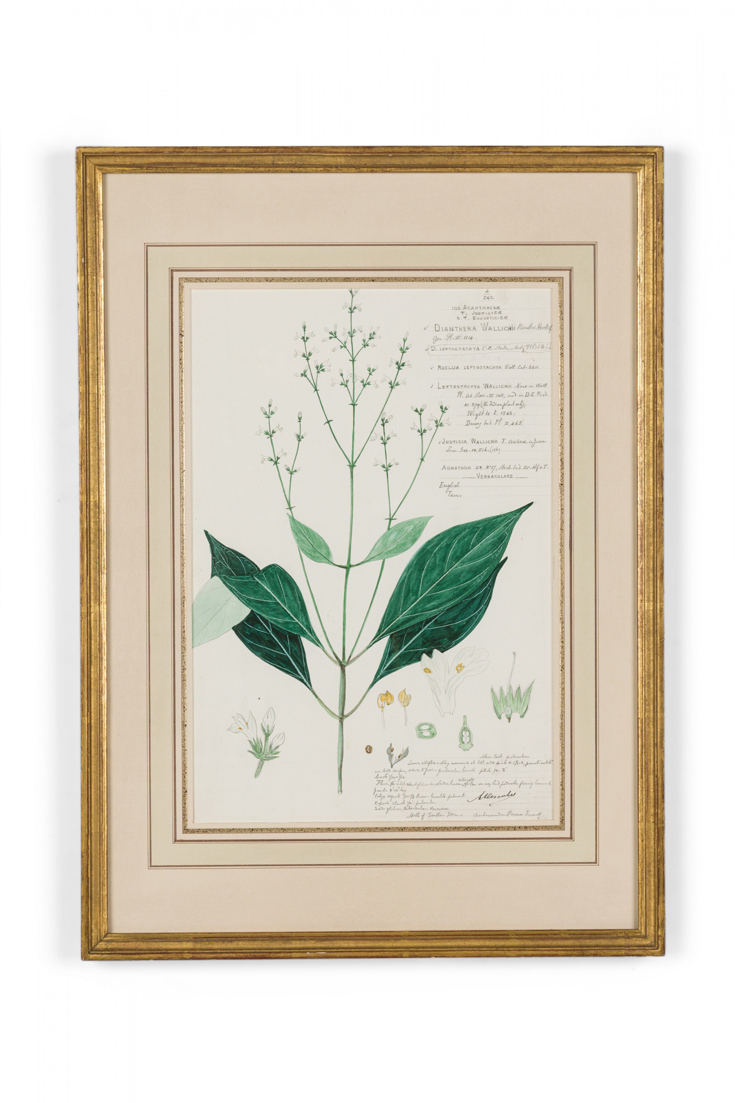 Framed american victorian 19th century watercolor botanical drawing dianthera wallichii