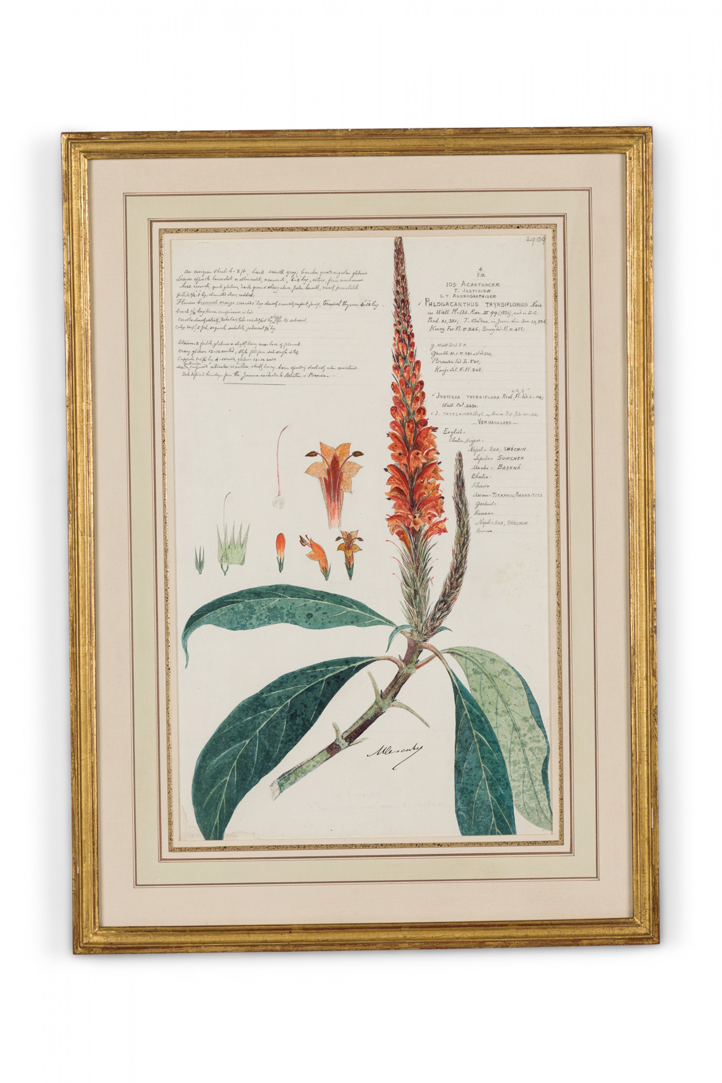 Framed american victorian 19th century watercolor botanical drawing phlogacanthus thyrsiflorus