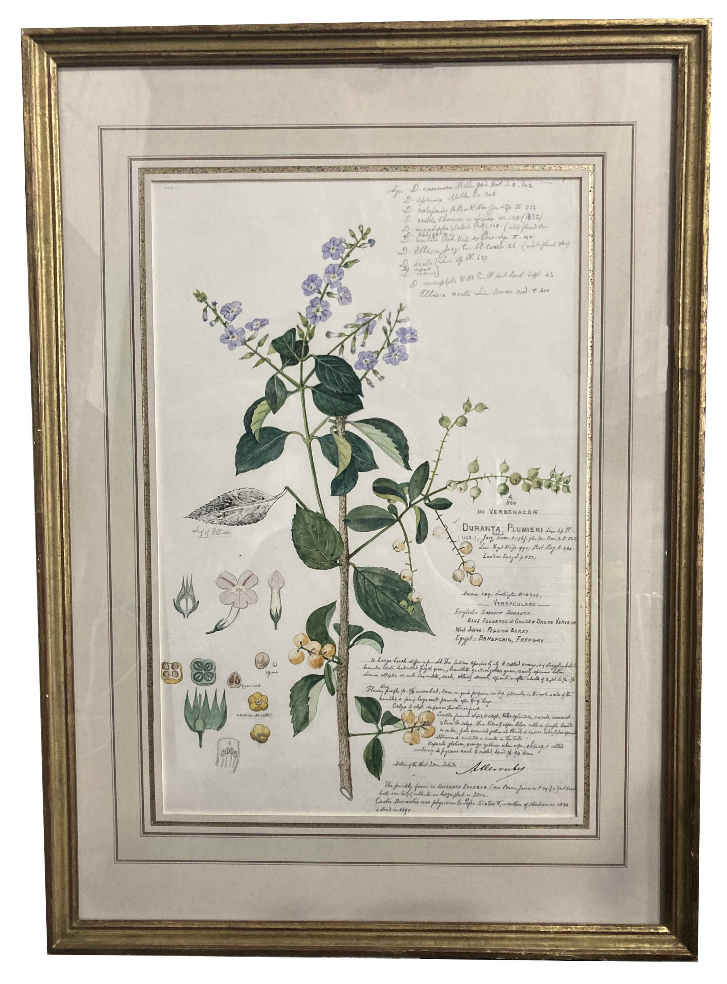 Framed american victorian 19th century watercolor botanical drawing