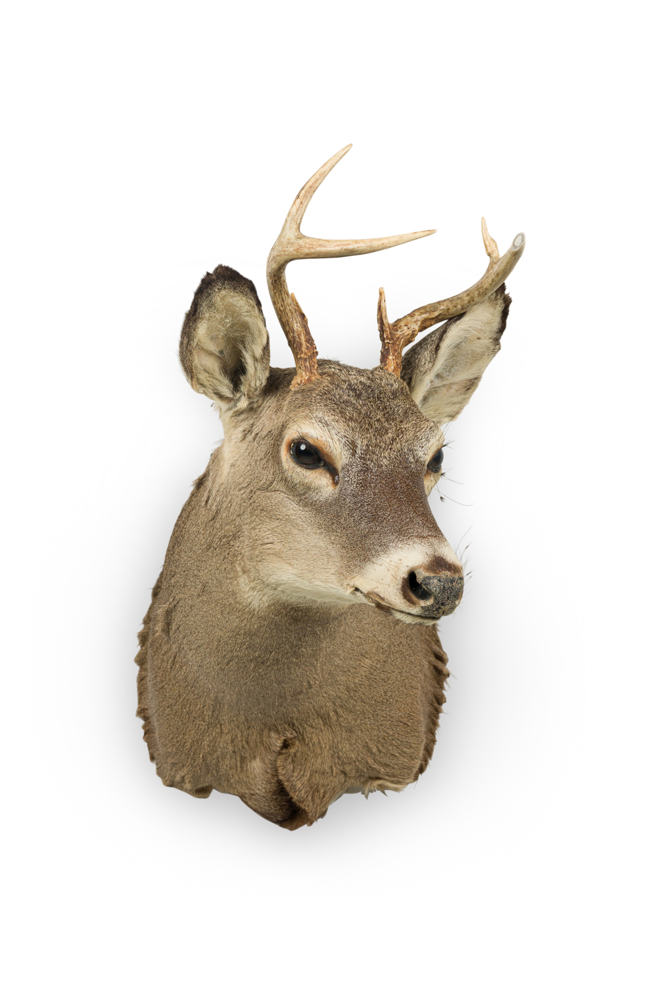 American rustic taxidermied of a grey deer head 