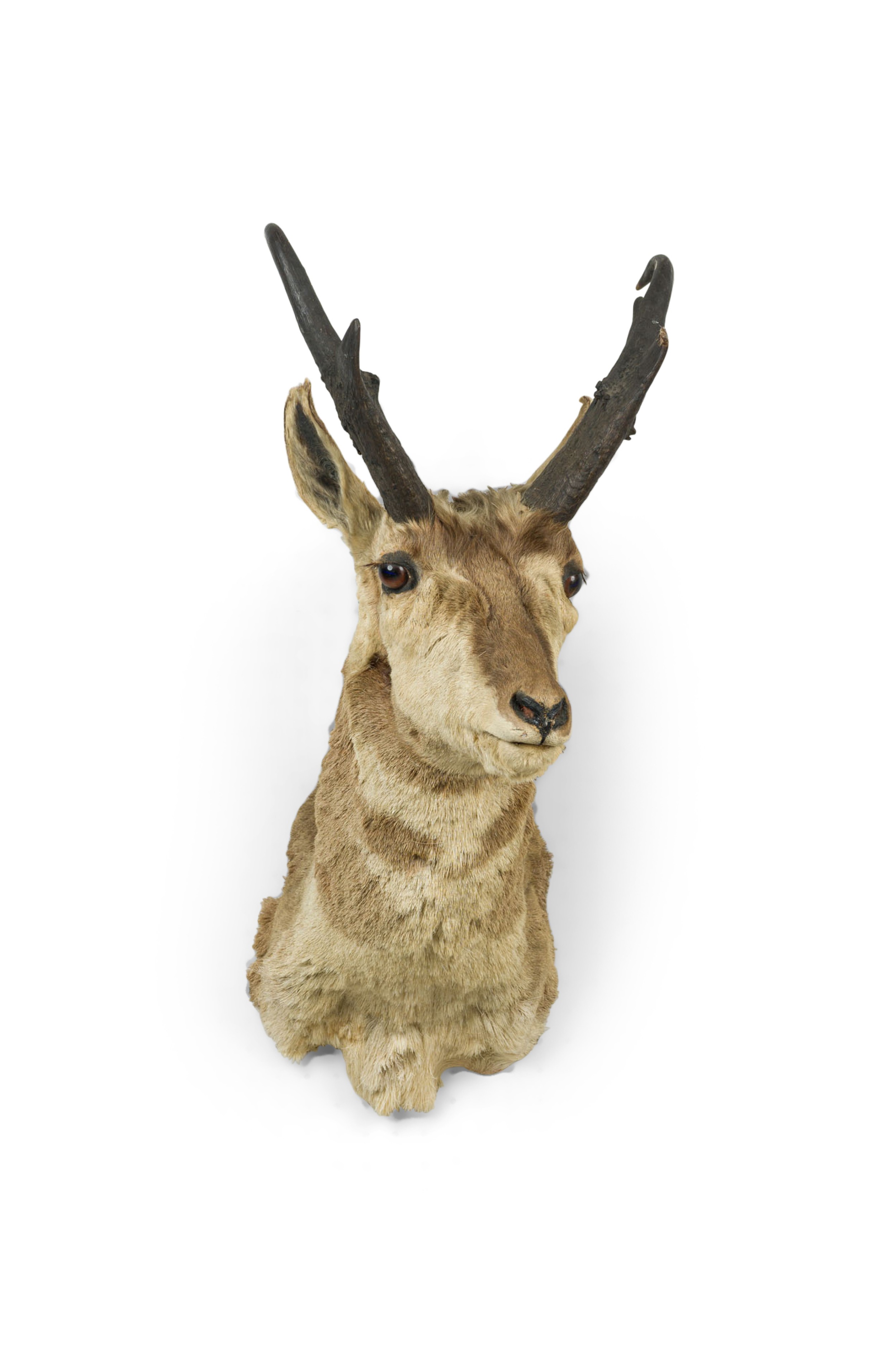 American rustic taxidermied wall plaque of a dark 4 pointed pronghorn 