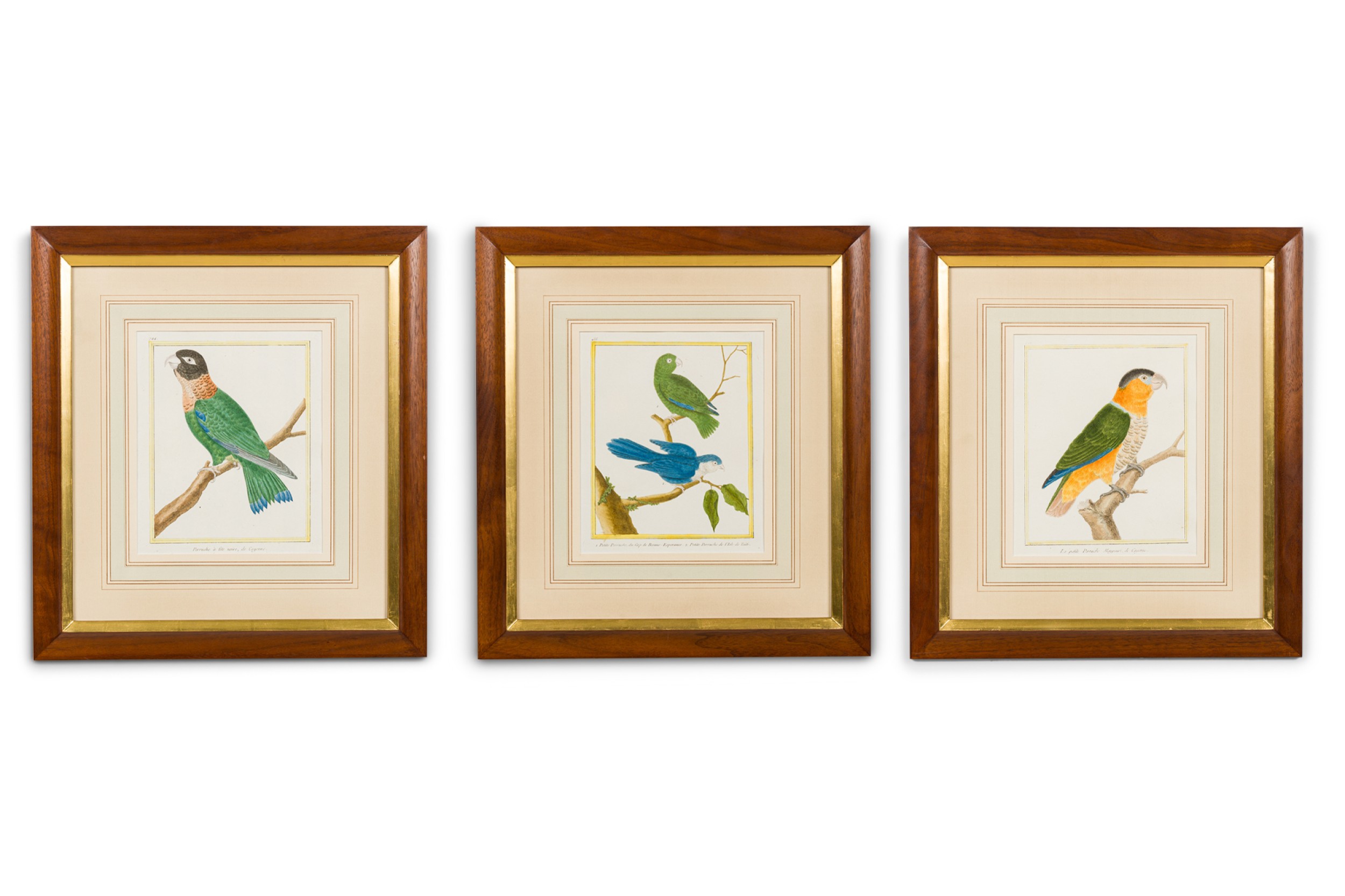 Set of 3 english victorian Prints  of various birds in different colors 