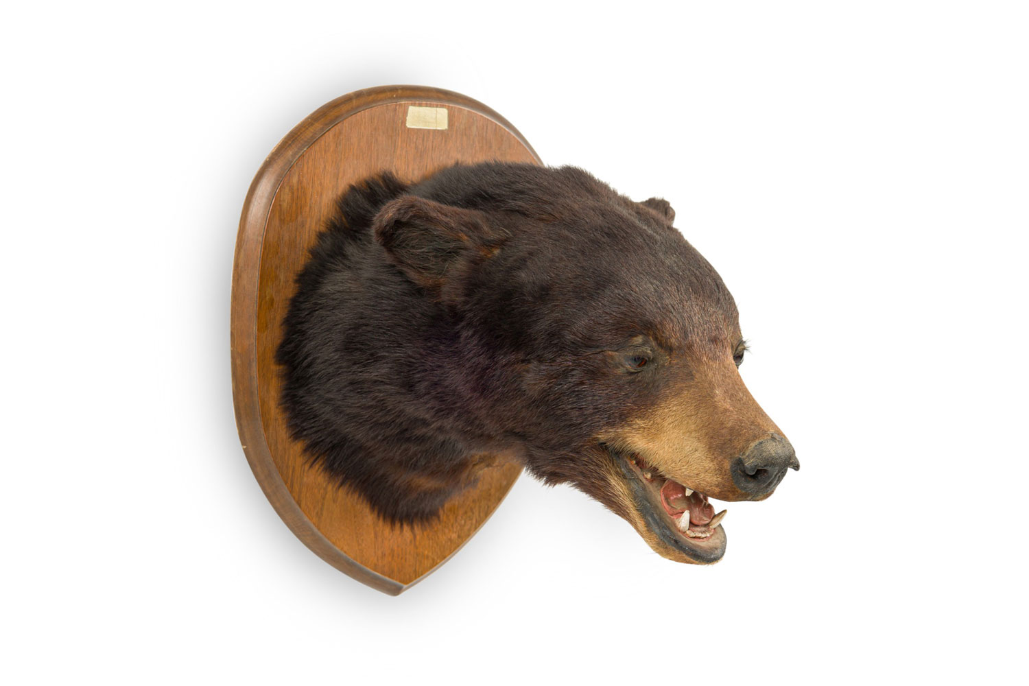 American country taxidermy bear bust wall plaque 