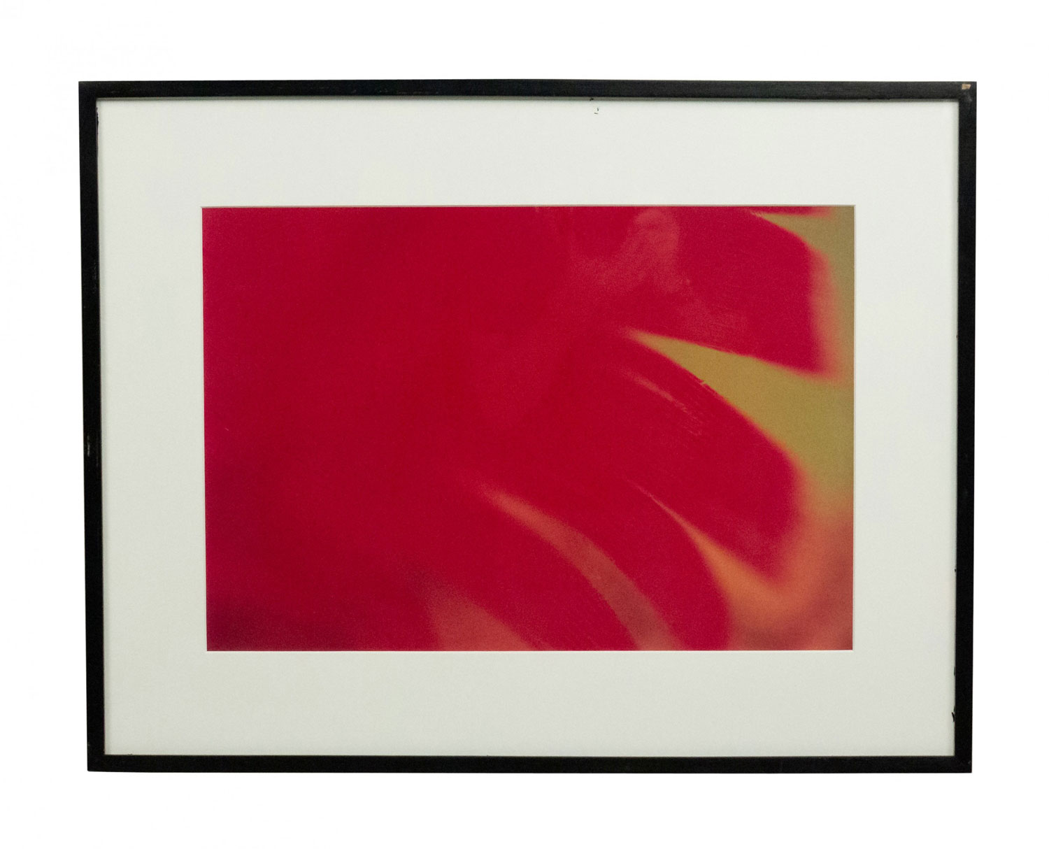 Color photograph detail of a red flower