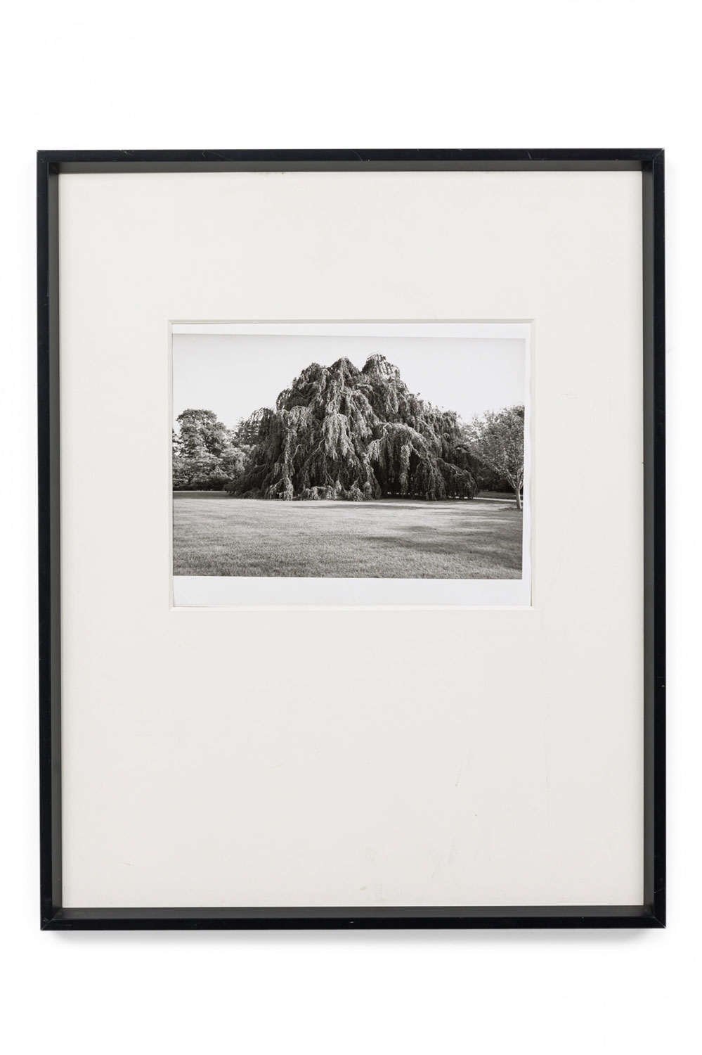 Black and white photograph of a tree in a landscape