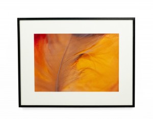 Detail color photograph of an orange feather