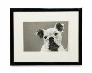 Photograph of bulldog with head tilted