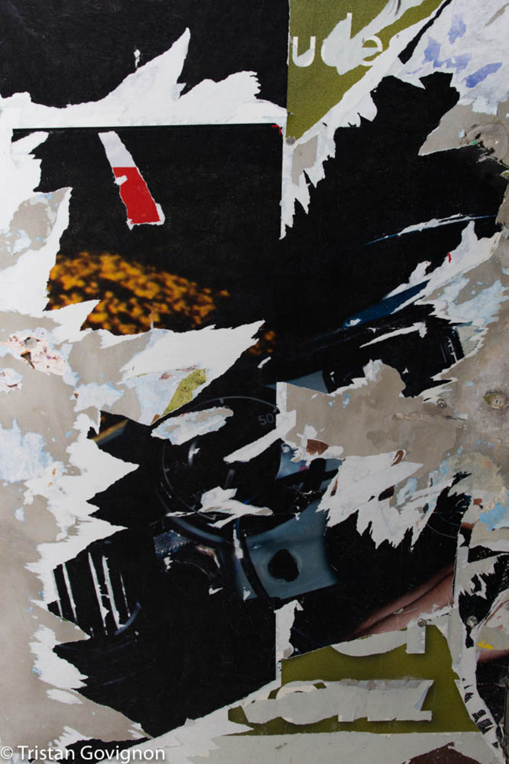 Govignon black bird archival pigment print