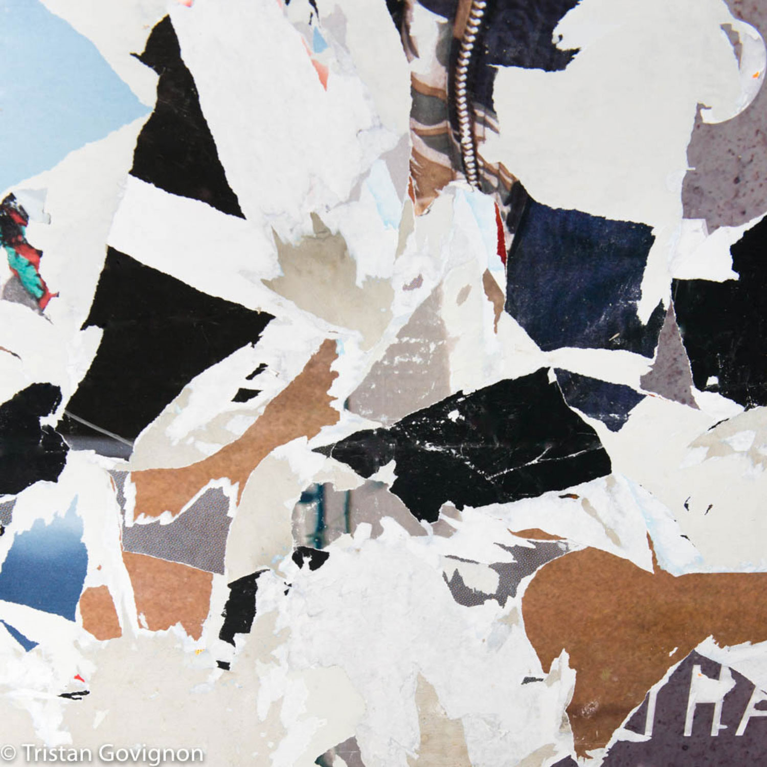 Govignon fly archival pigment print