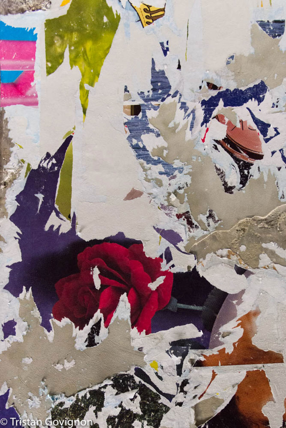 Govignon rose archival pigment print 1