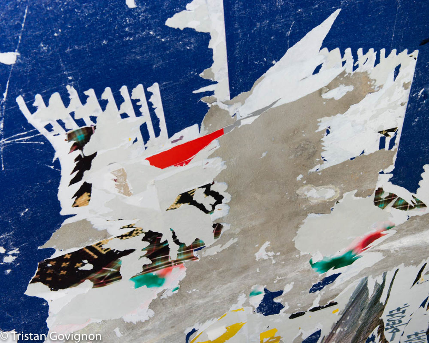 Govignon birds in blue archival pigment print