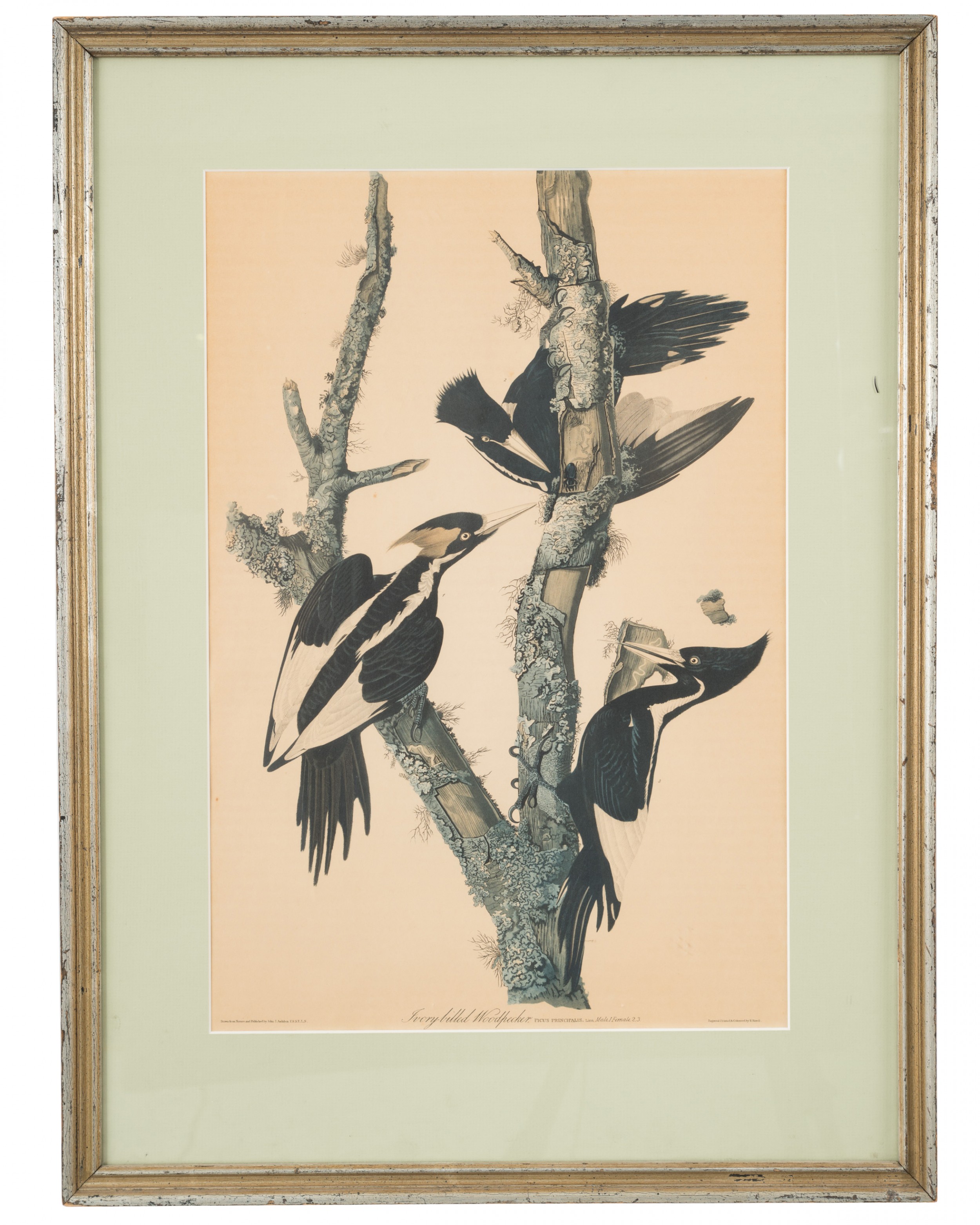 J j audubon woodpeckers color print