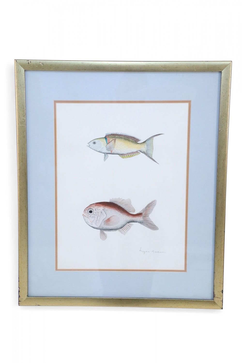 Framed Lithograph of Two Colored Tropical Fish