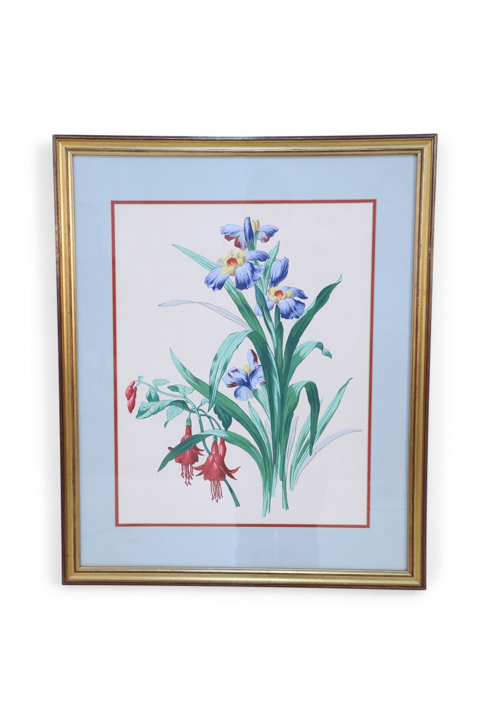 Framed Still Life Illustration of Blue and Yellow Irises