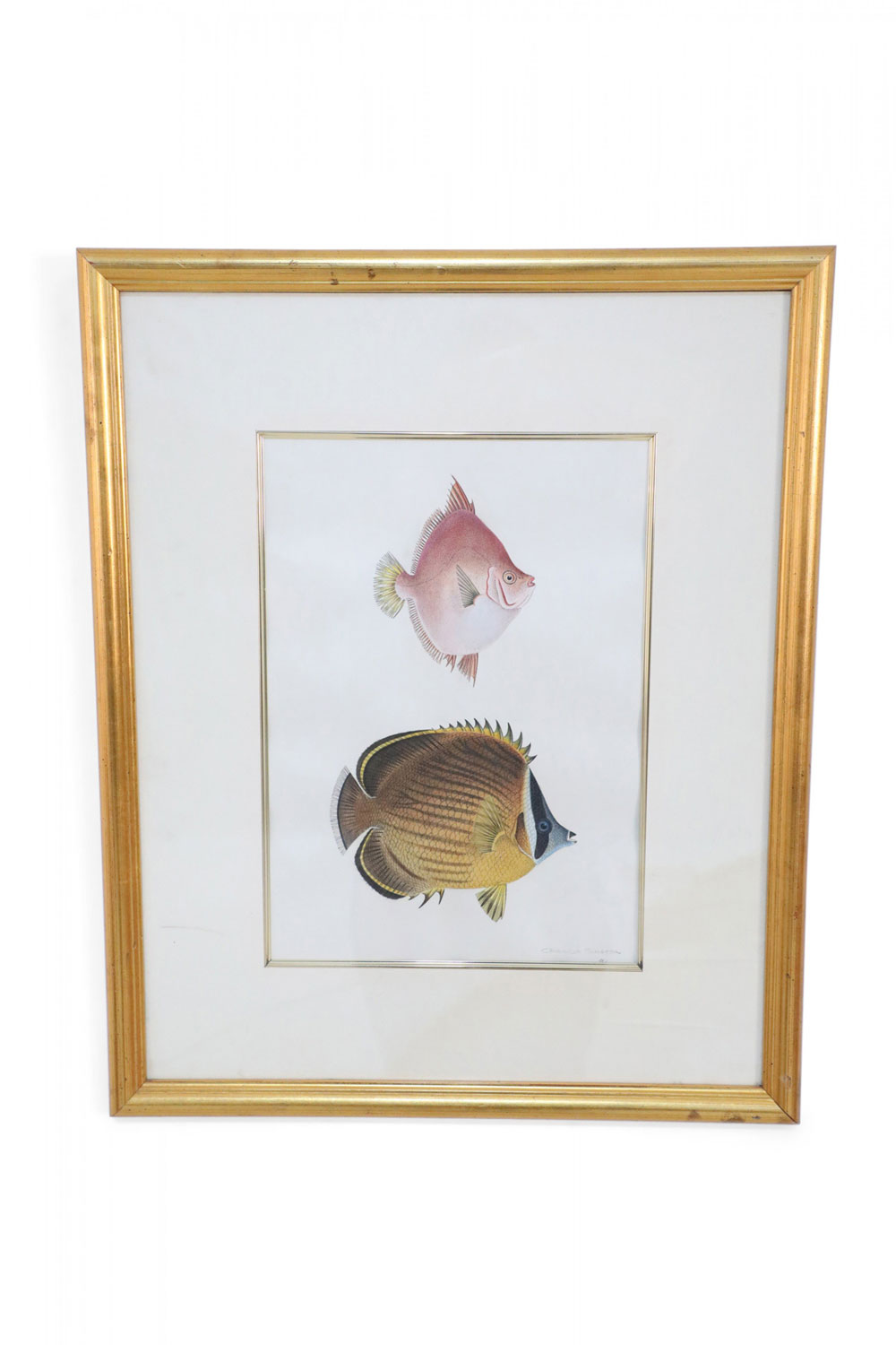 Framed Color Lithograph of Brown and Pink Tropical Fish