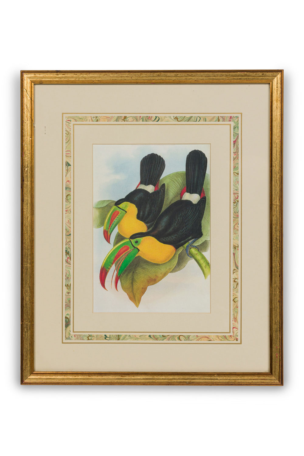 Framed english regency style lithograph of 2 toucans on a branch