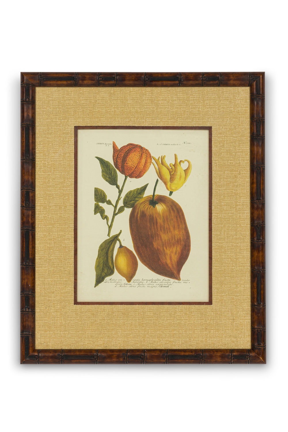 Framed german botanical lithograph of citrus fruits
