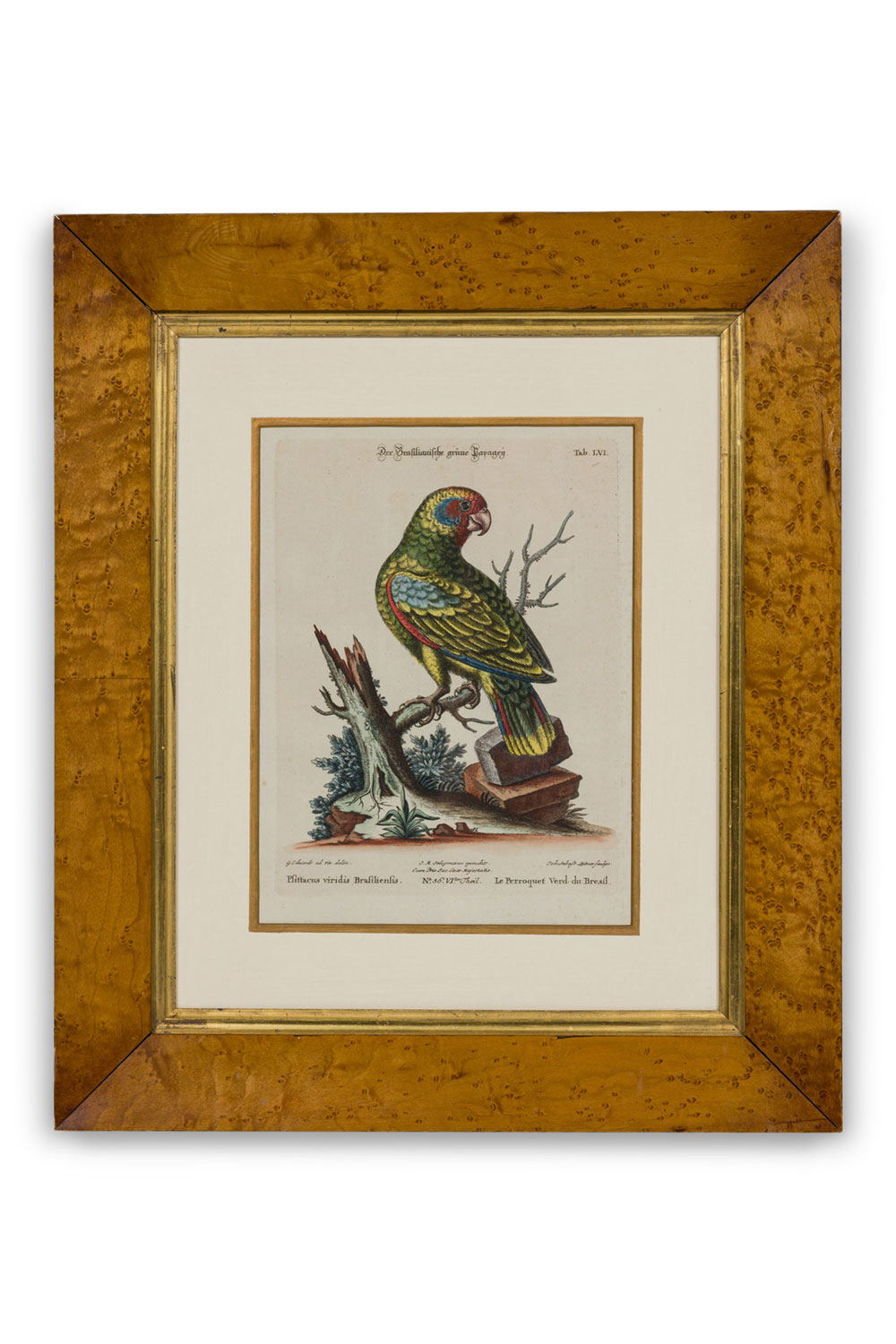 Framed english queen 17th century print of a brazilian green parrot
