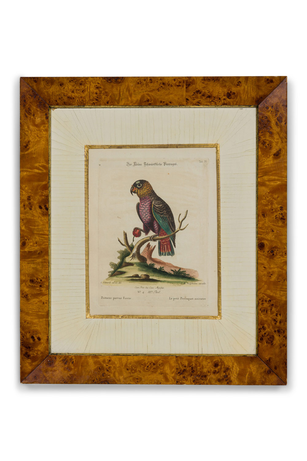 Framed english 17th century parrot on a branch with a cherry