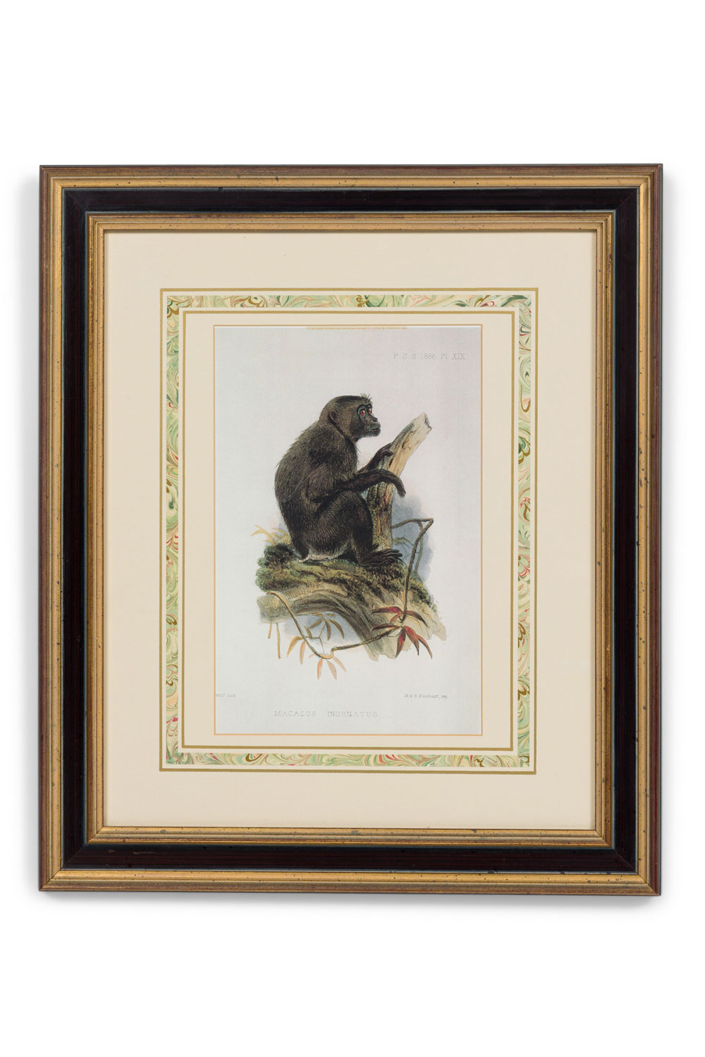 Framed english victorian print of a black haired monkey